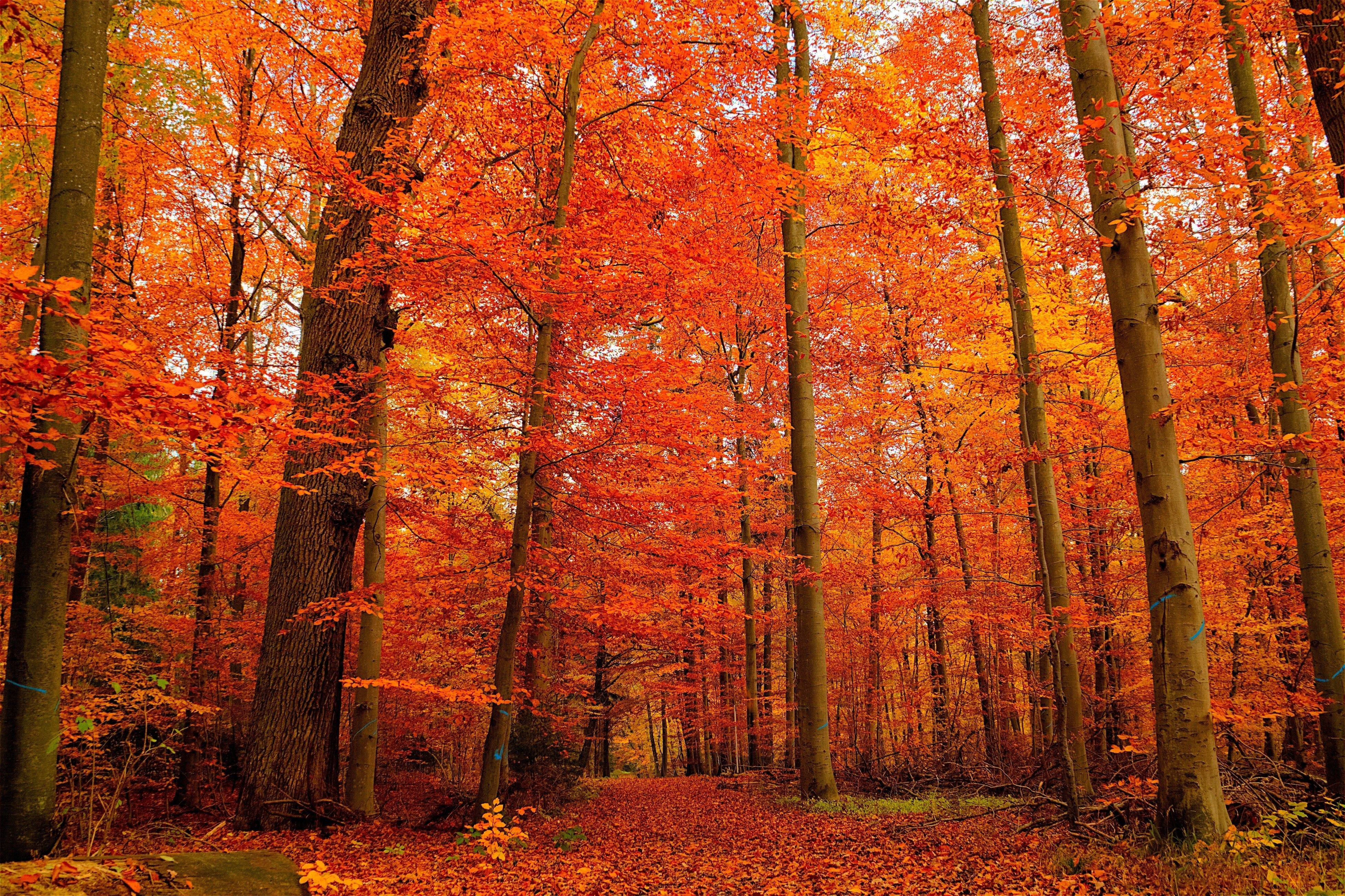 Скачать обои бесплатно Осень, Лес, Земля/природа, Оранжевый Цвет) картинка на рабочий стол ПК