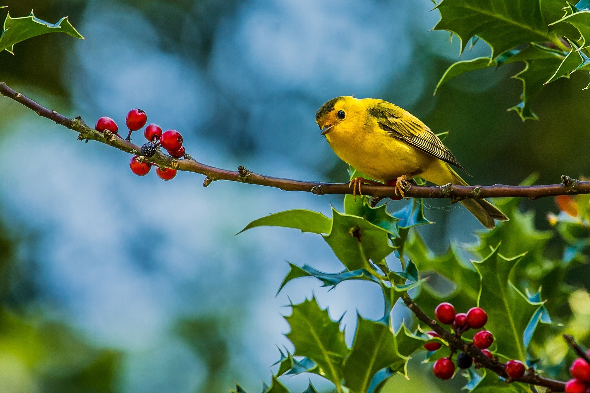 Download mobile wallpaper Branch, Warbler, Kamysovka, Berries, Bird, Animals for free.