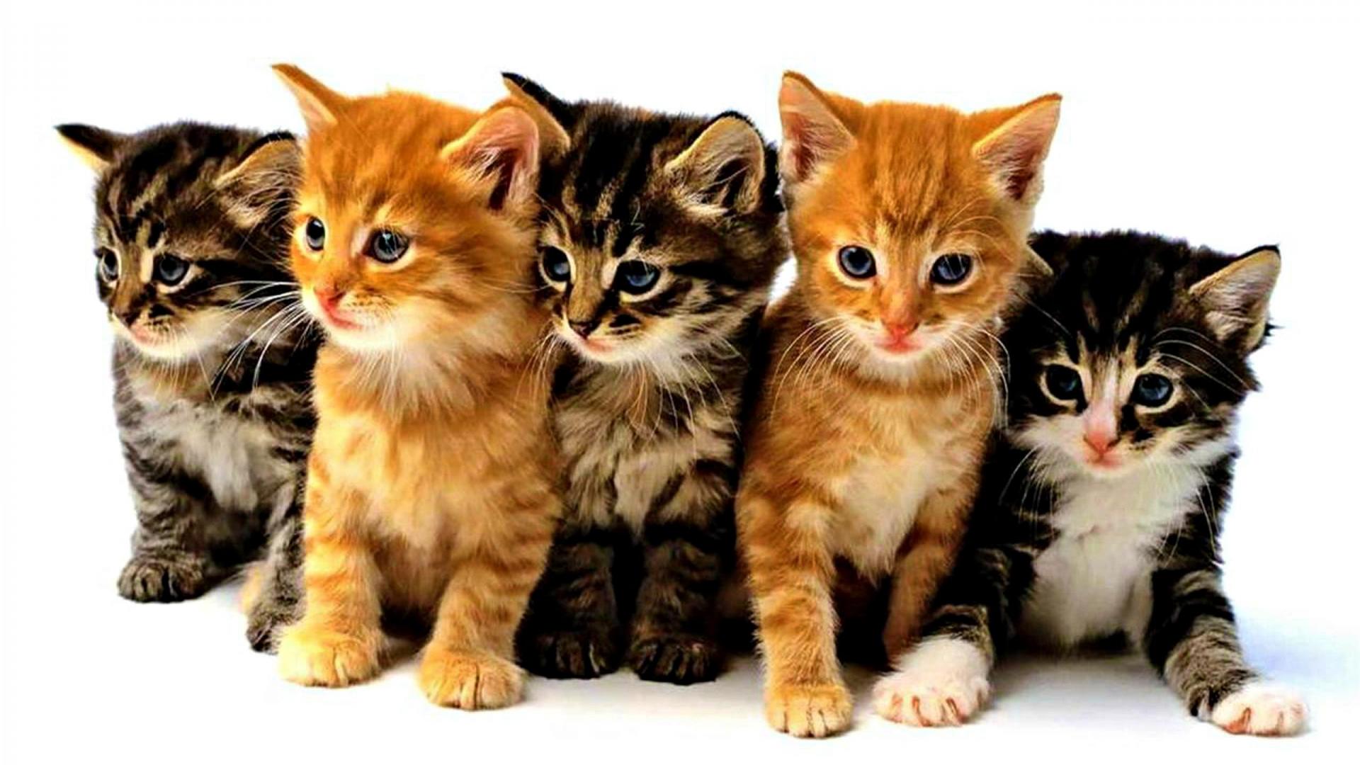 Download mobile wallpaper Kitten, Cat, Cats, Animal, Cute for free.