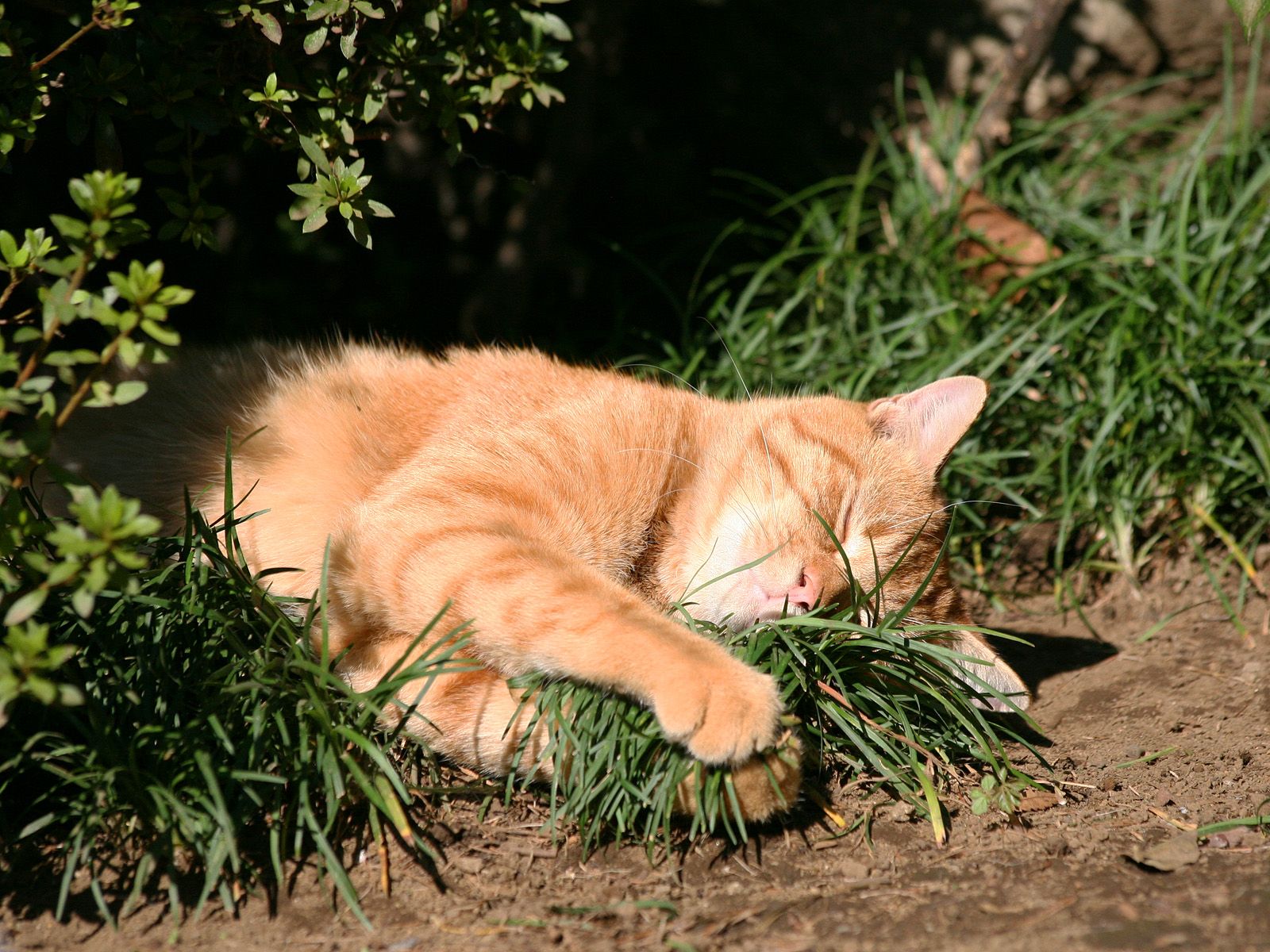 Baixar papel de parede para celular de Gato, Gatos, Animais gratuito.