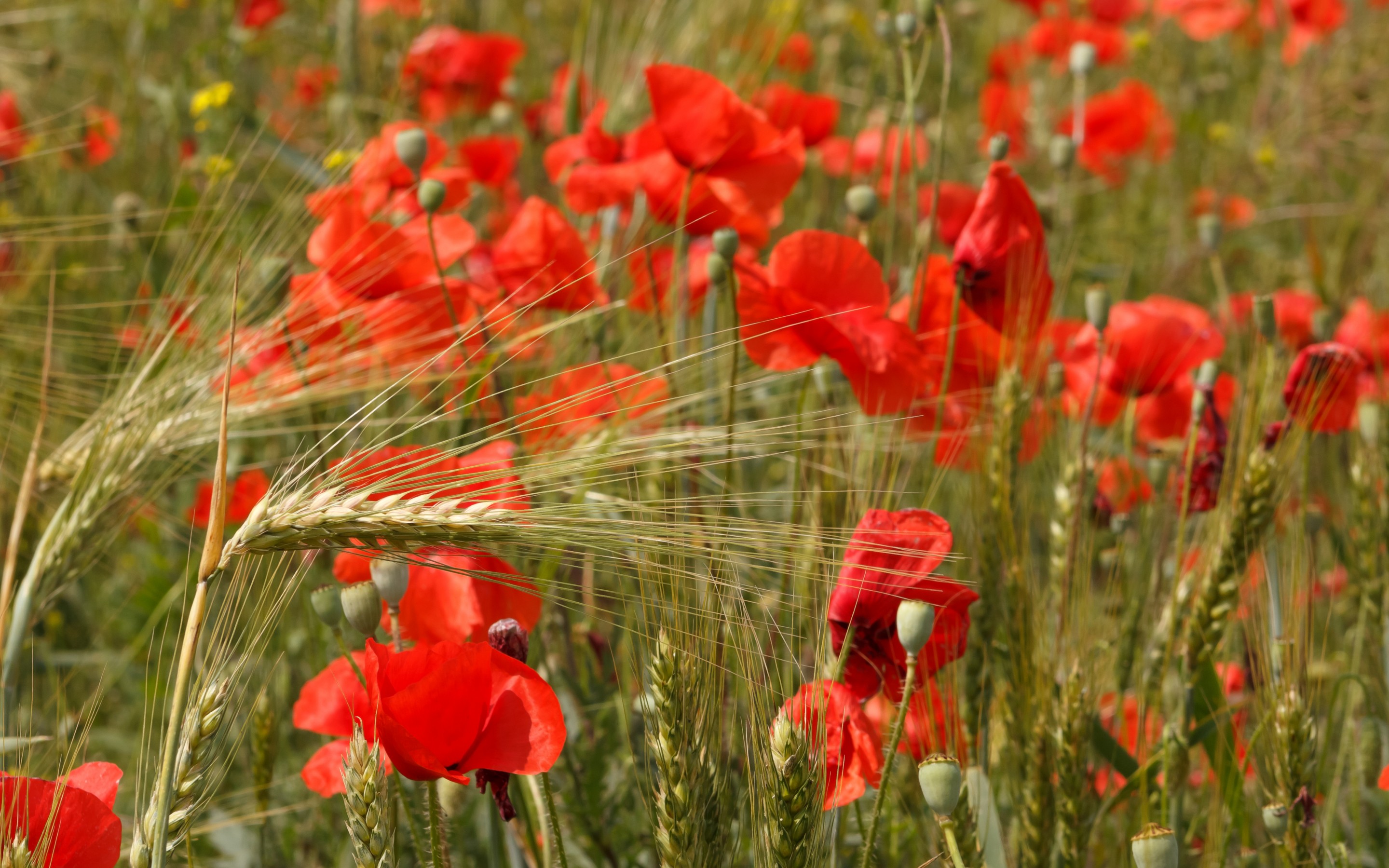 Free download wallpaper Flowers, Earth, Poppy on your PC desktop