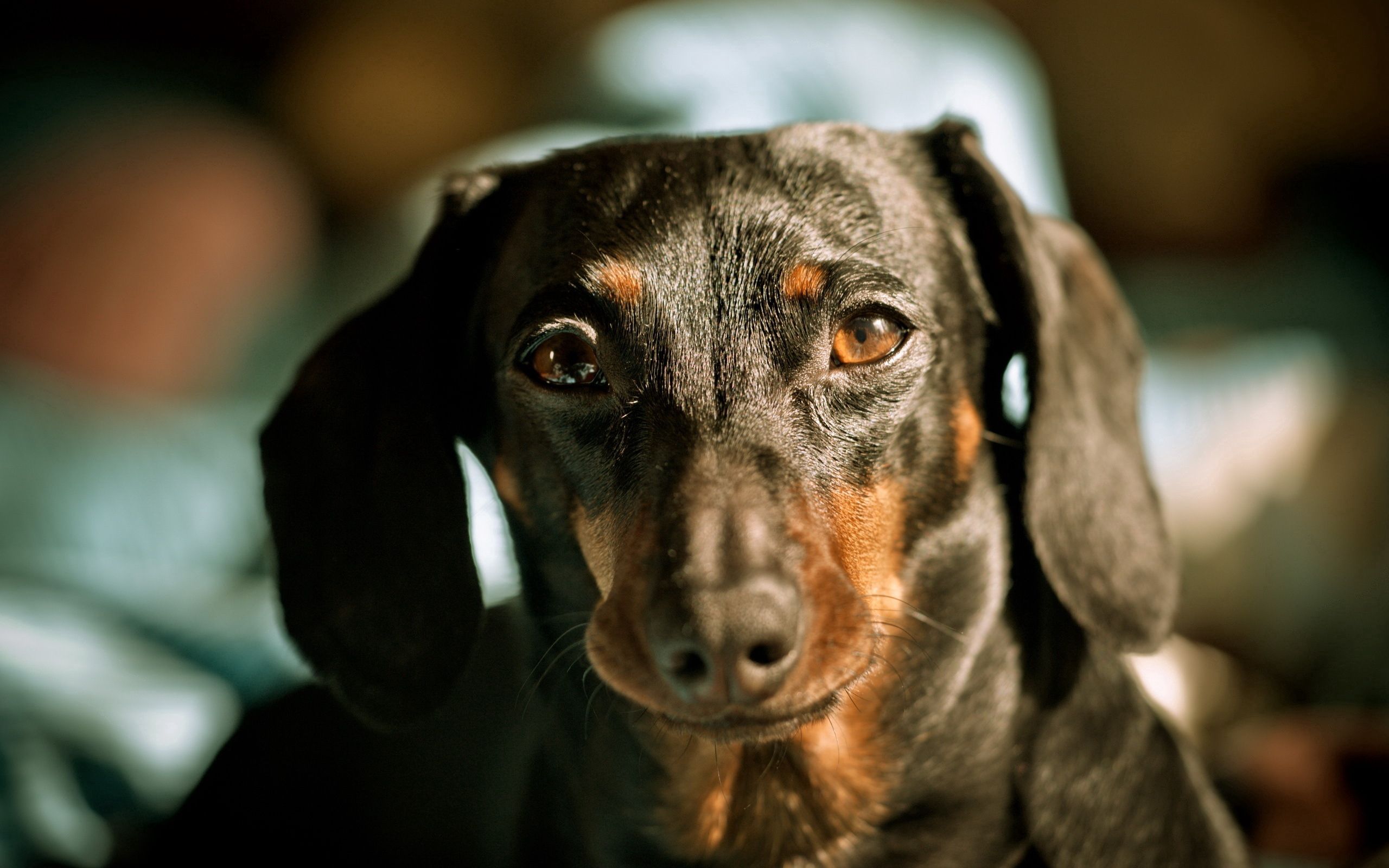 Free download wallpaper Dachshund, Dog, Muzzle, Ears, Animals on your PC desktop