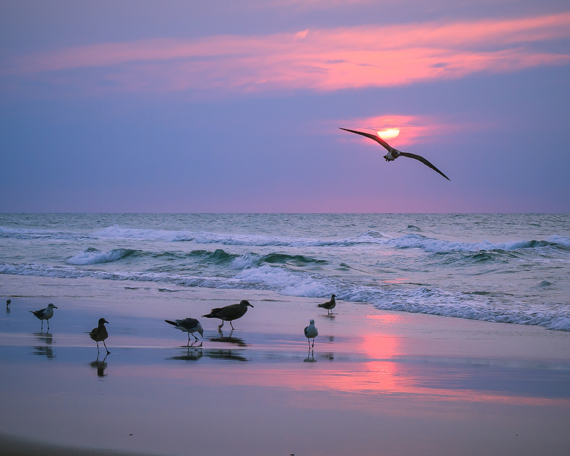 Free download wallpaper Birds, Sunset, Beach, Horizon, Bird, Animal, Seagull on your PC desktop
