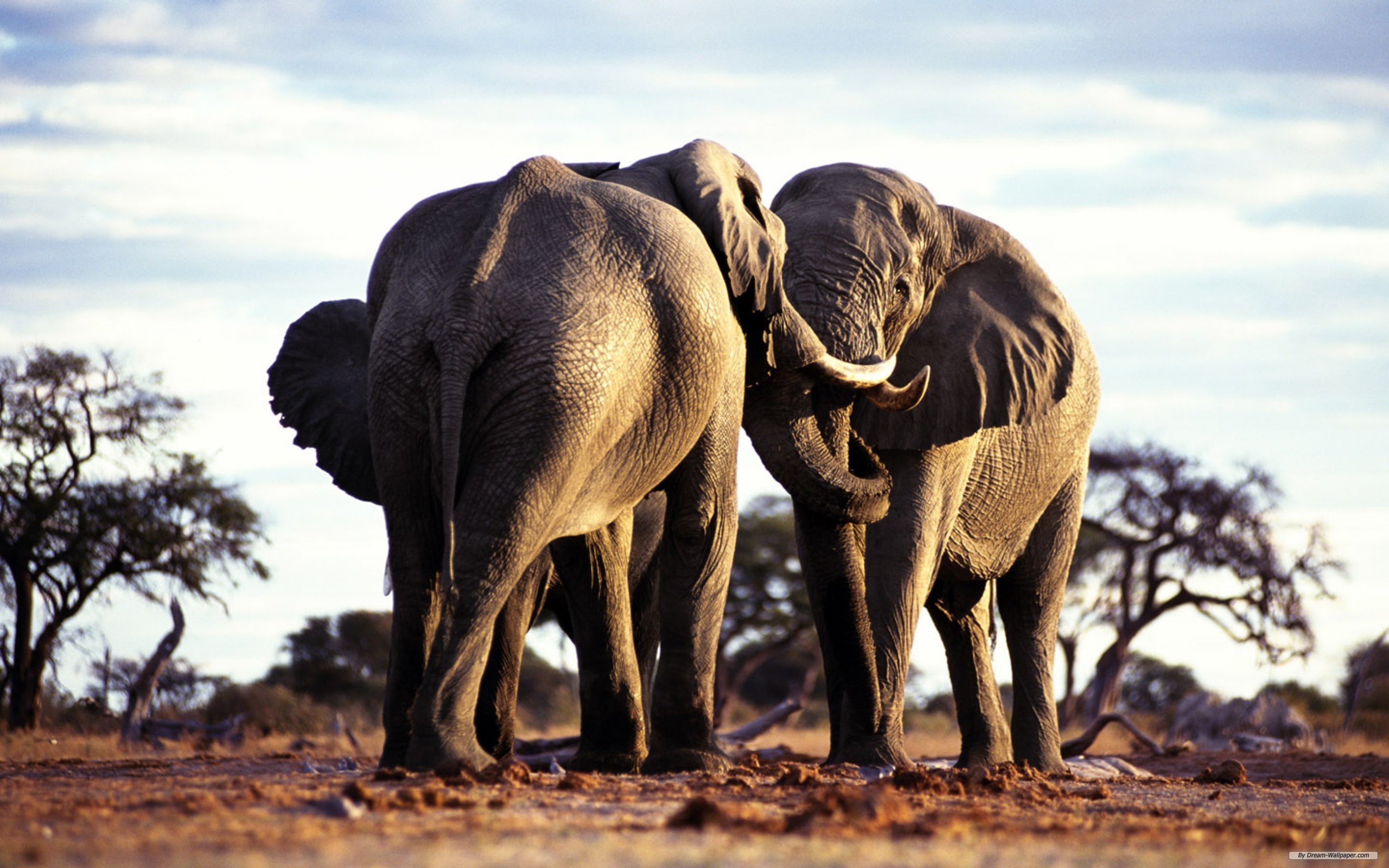 175353 скачать картинку африка, животные, африканский слон, слоны - обои и заставки бесплатно