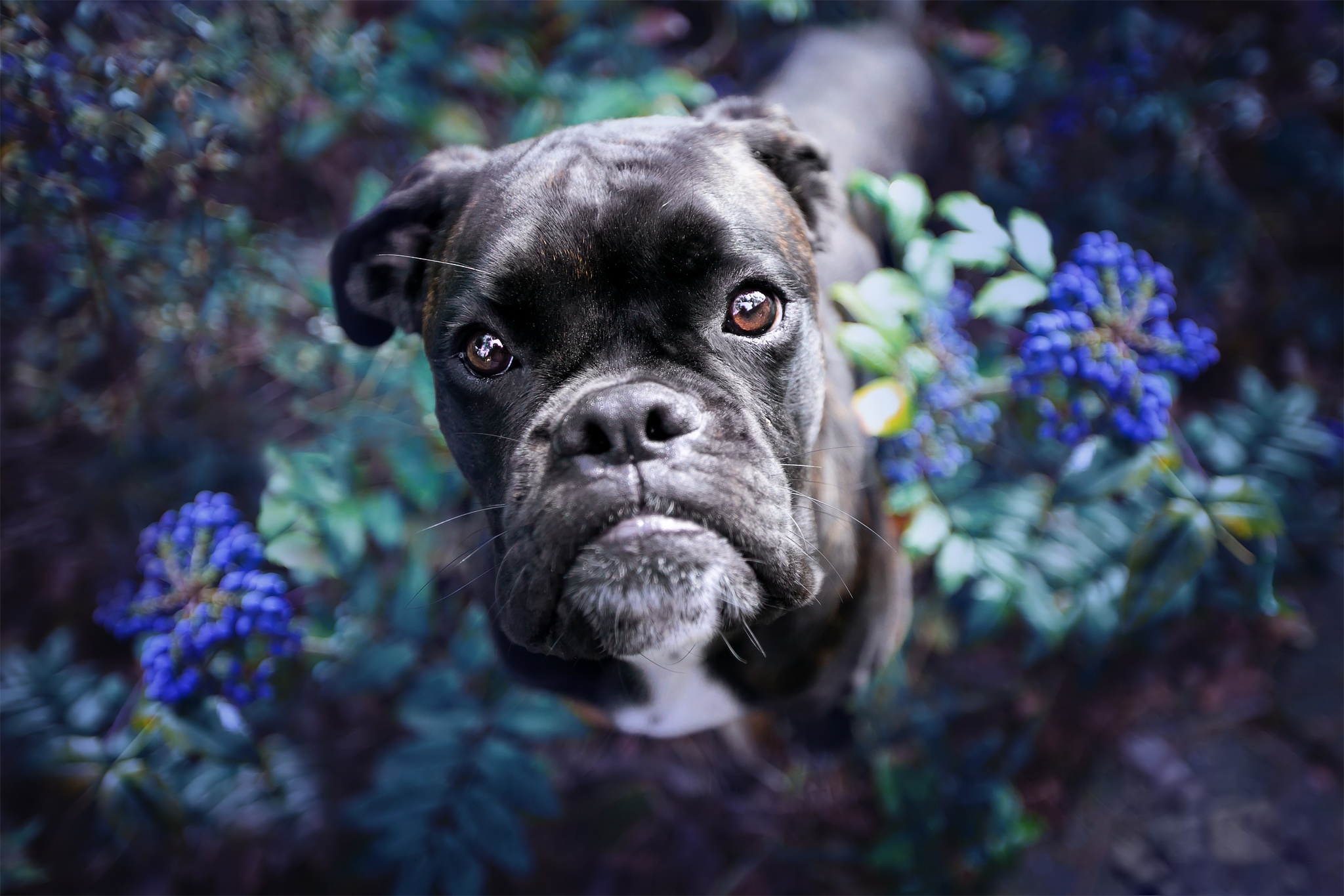 PCデスクトップに動物, 花, 犬, ブルドッグ画像を無料でダウンロード