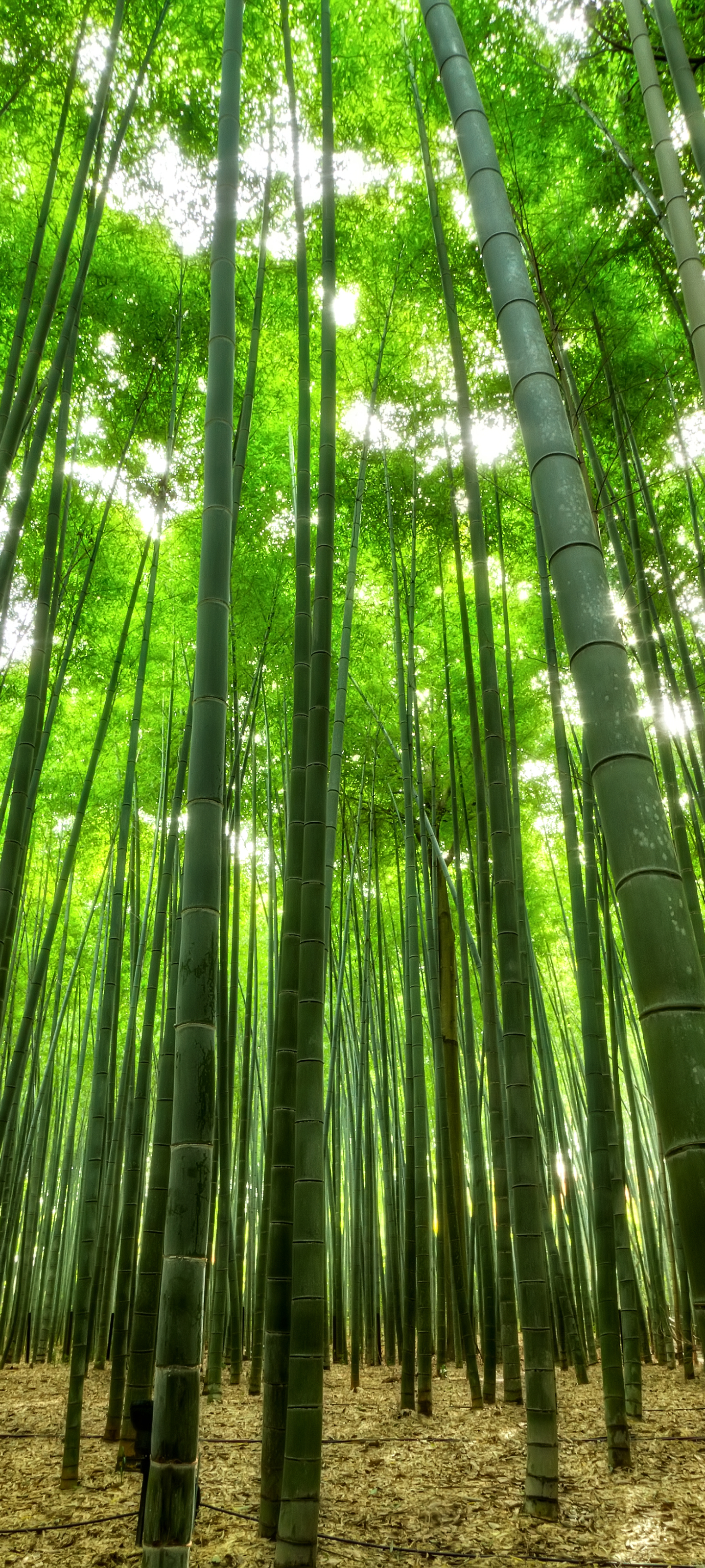 Descarga gratuita de fondo de pantalla para móvil de Bambú, Japón, Tierra/naturaleza.