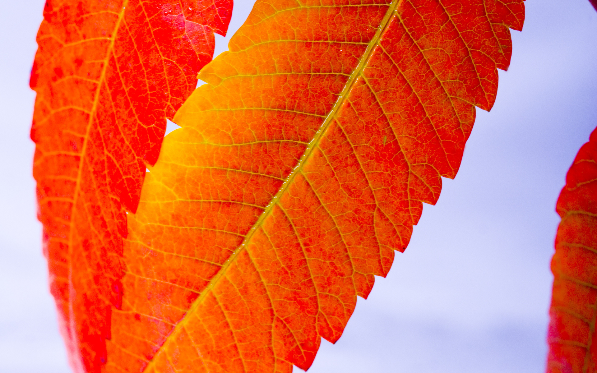 PCデスクトップに秋, 葉, 地球, シーズン画像を無料でダウンロード