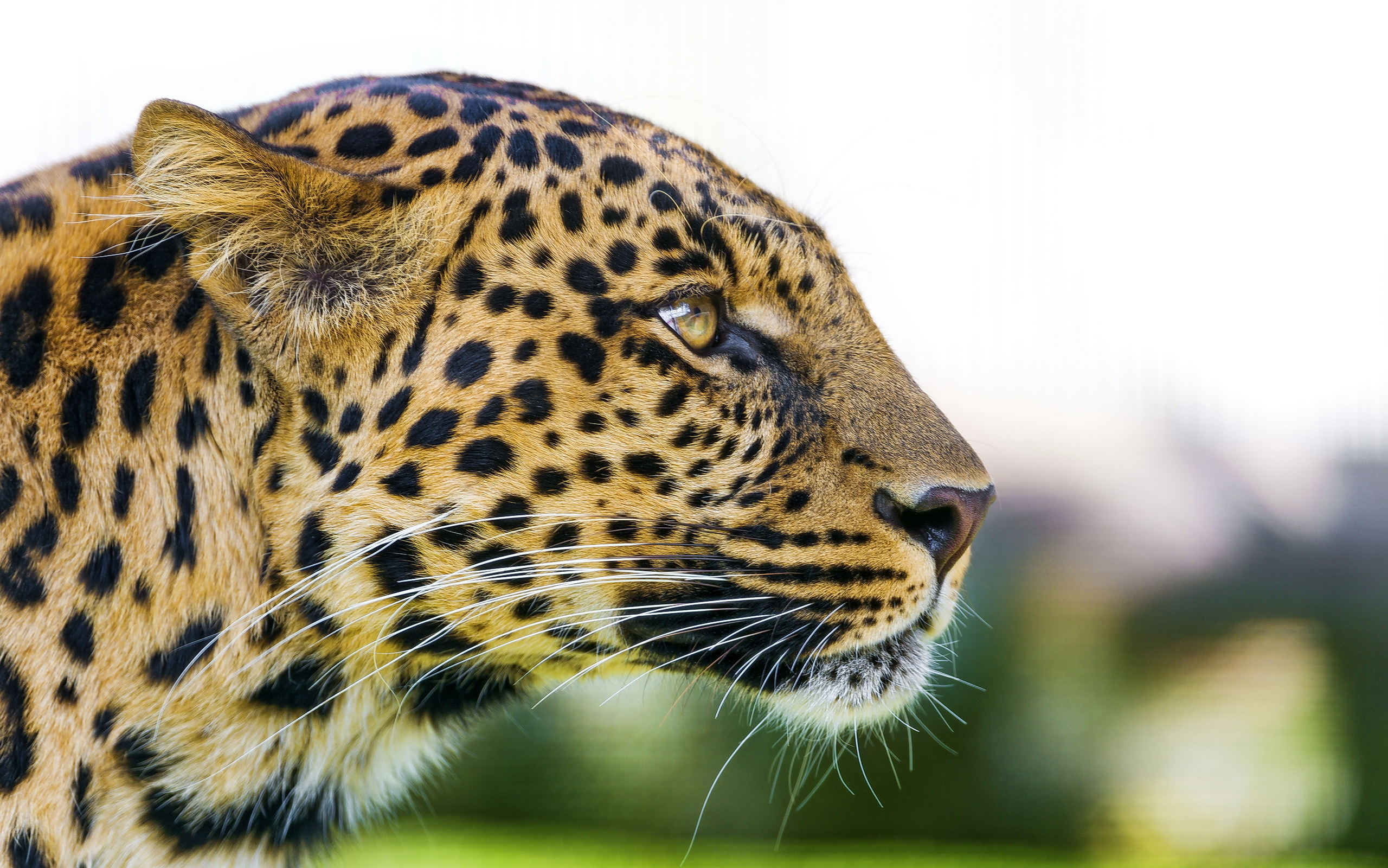 Descarga gratuita de fondo de pantalla para móvil de Animales, Gatos, Leopardo.