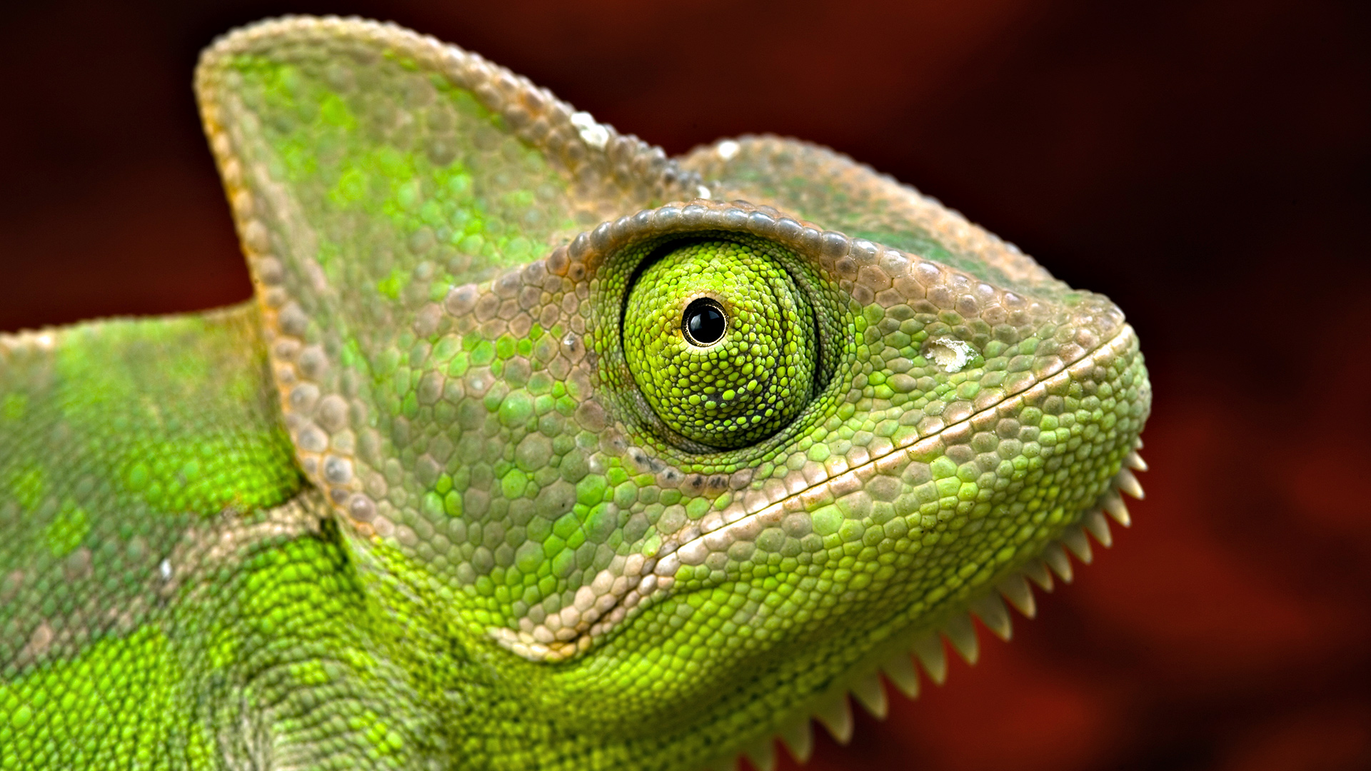 Descarga gratuita de fondo de pantalla para móvil de Camaleón, Lagarto, Reptiles, Animales.
