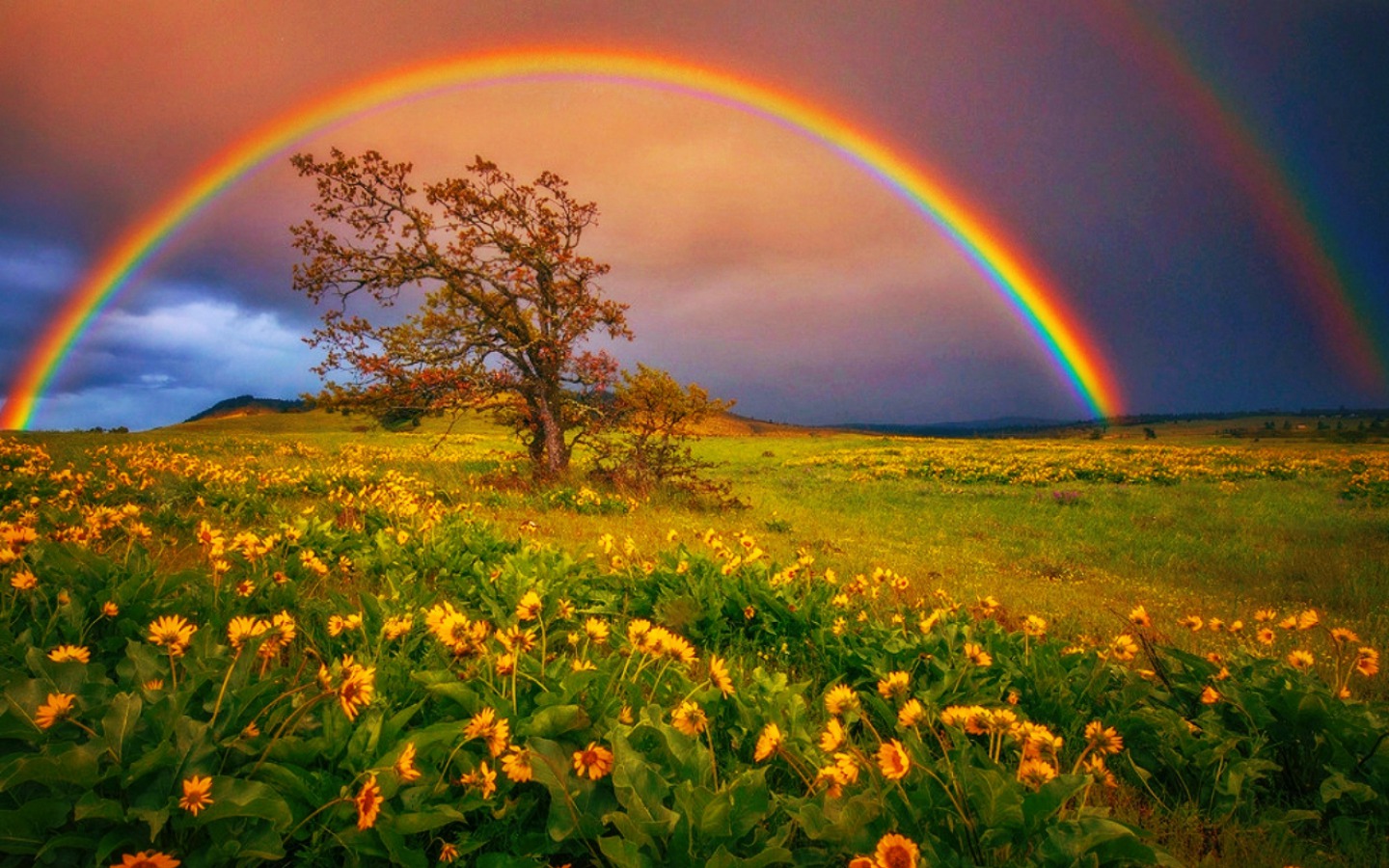 Download mobile wallpaper Rainbow, Tree, Earth, Field, Daisy, Yellow Flower for free.