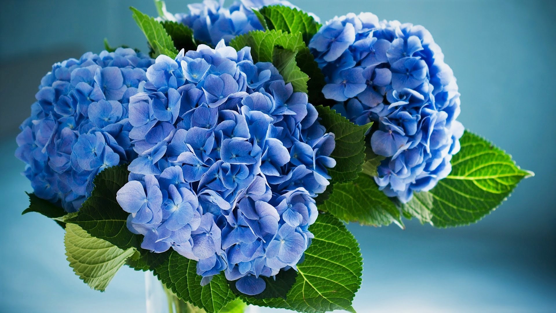 Download mobile wallpaper Flowers, Flower, Leaf, Earth, Hydrangea, Blue Flower for free.