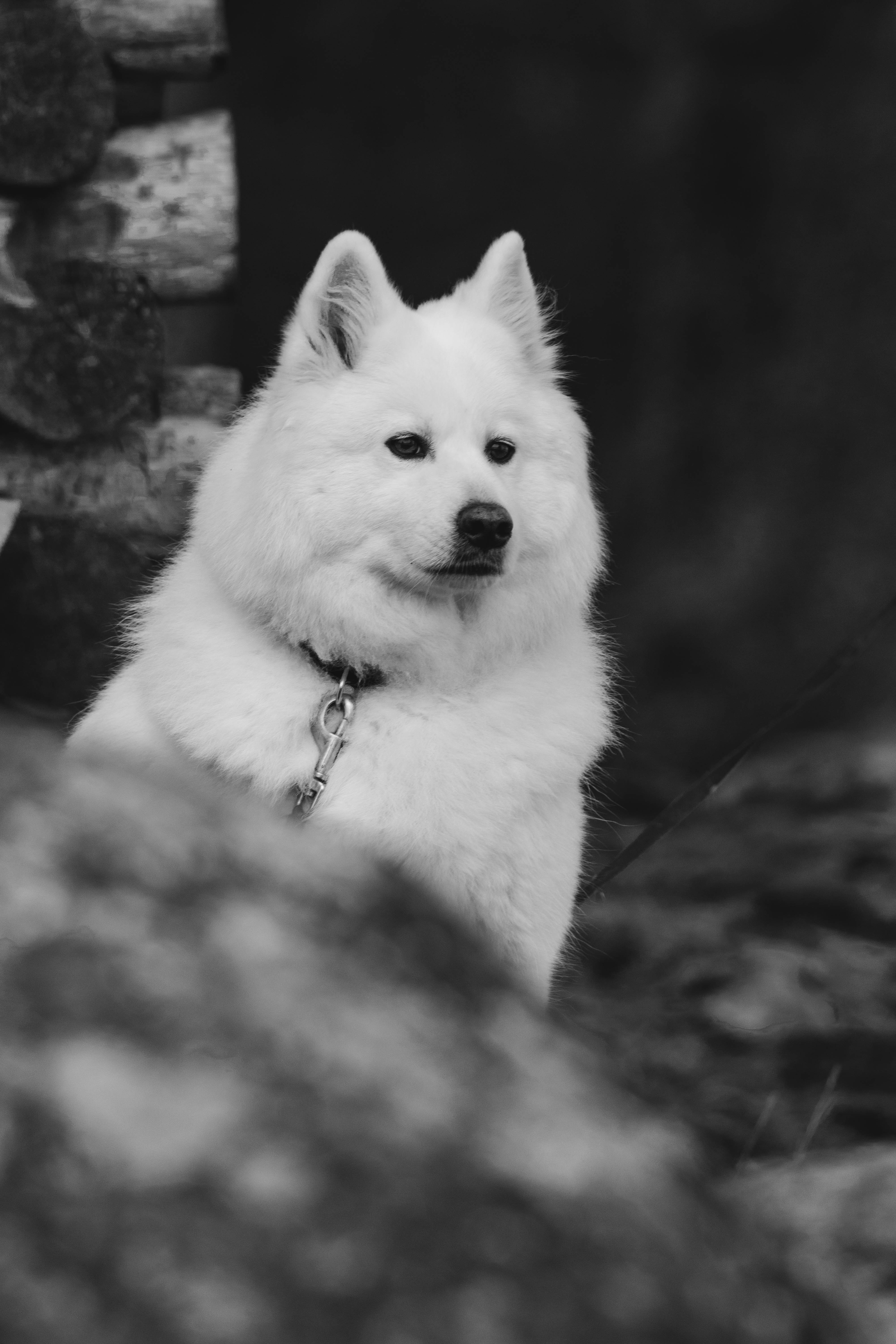 animals, white, fluffy, dog, pet, bw, chb Image for desktop