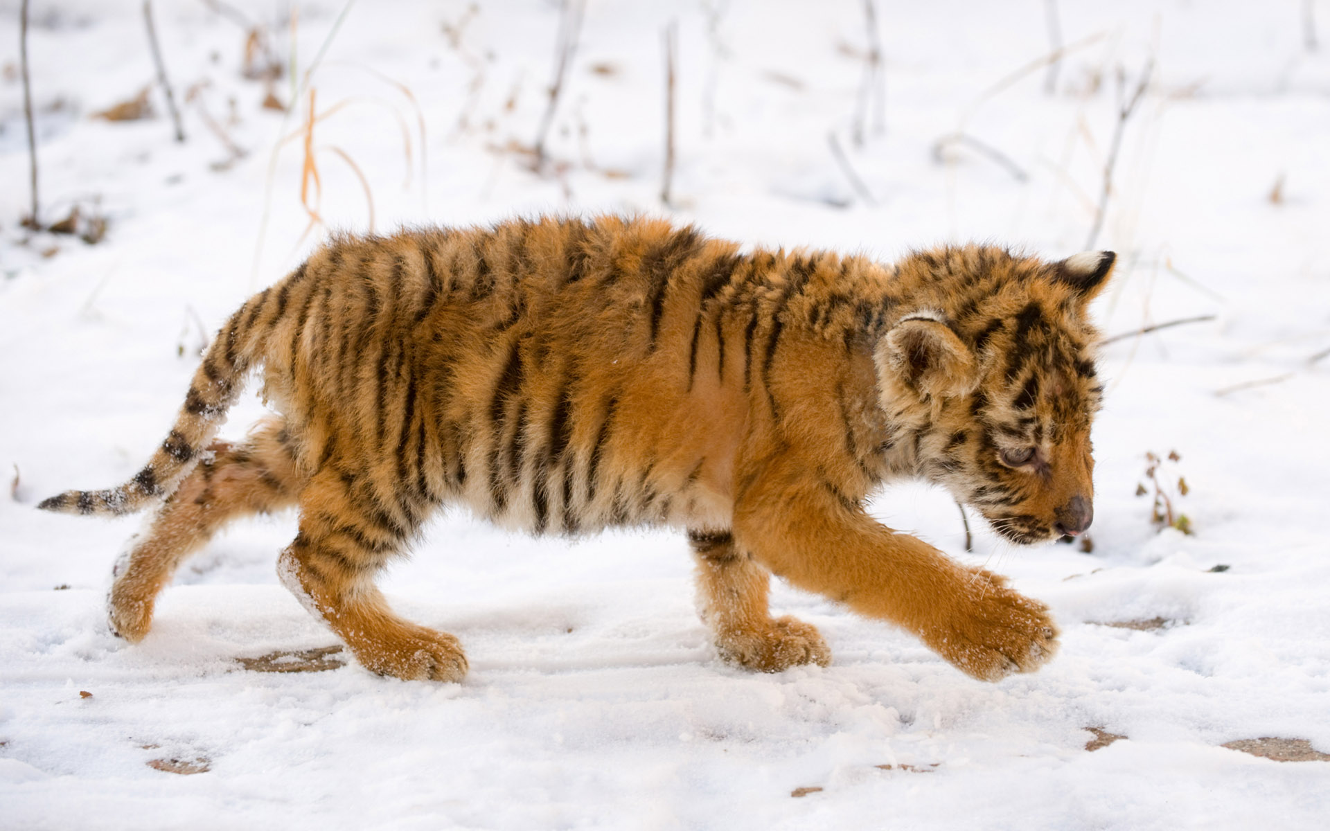 Handy-Wallpaper Tiere, Katzen, Tiger kostenlos herunterladen.