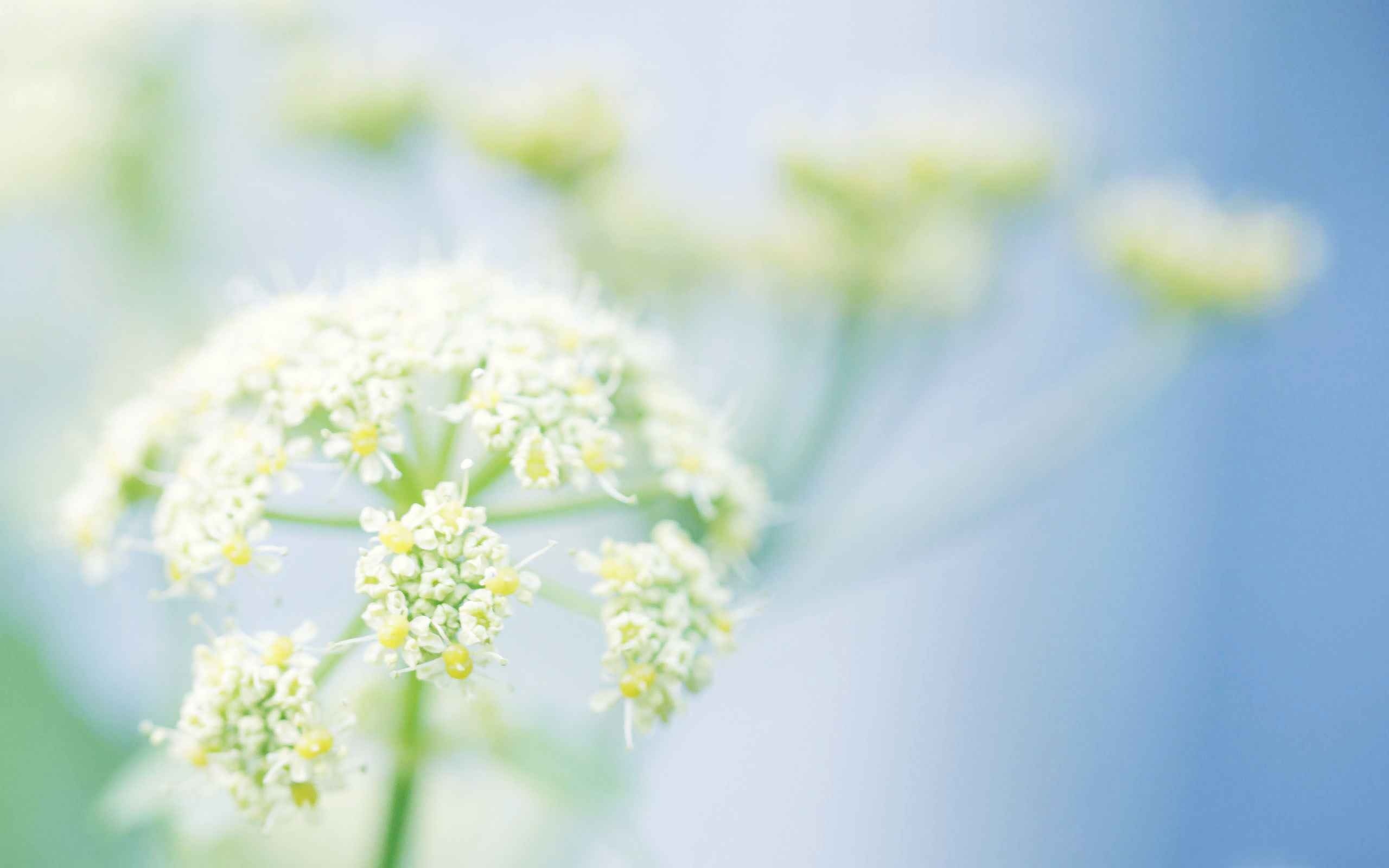 Téléchargez gratuitement l'image Fleurs, Fleur, Terre/nature sur le bureau de votre PC