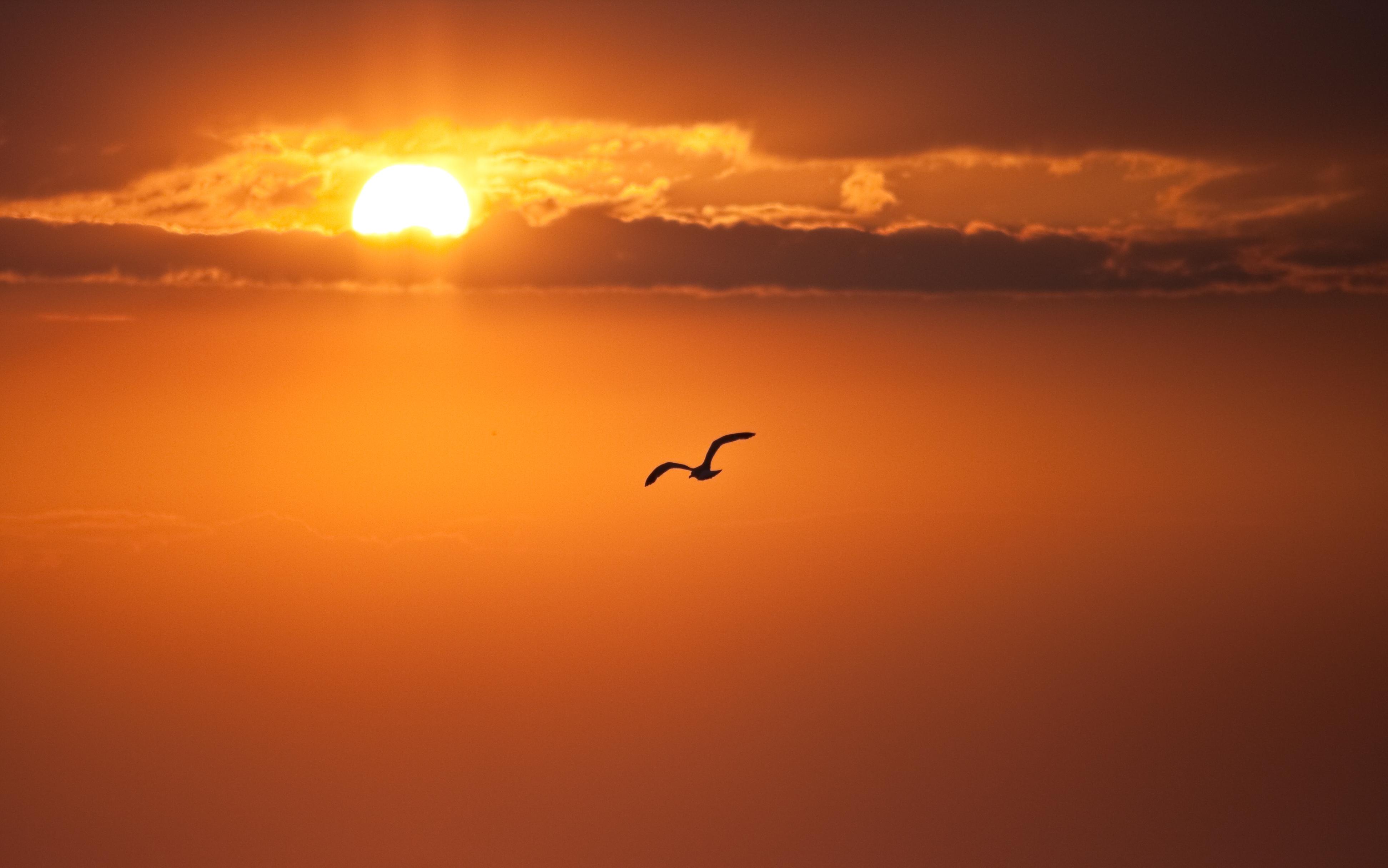 125567 скачать картинку оранжевый, природа, закат, солнце, птица, полет, свобода, диск, оранжевые - обои и заставки бесплатно