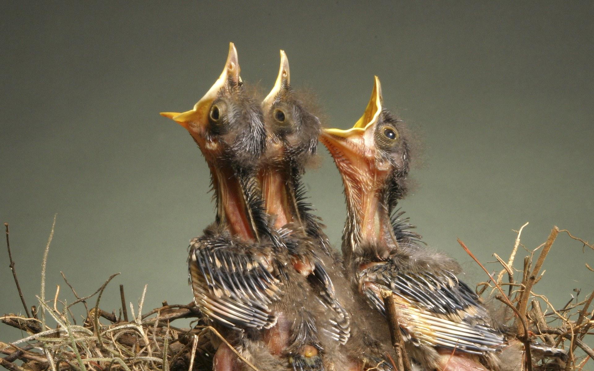 Baixe gratuitamente a imagem Pássaro, Aves, Animais na área de trabalho do seu PC