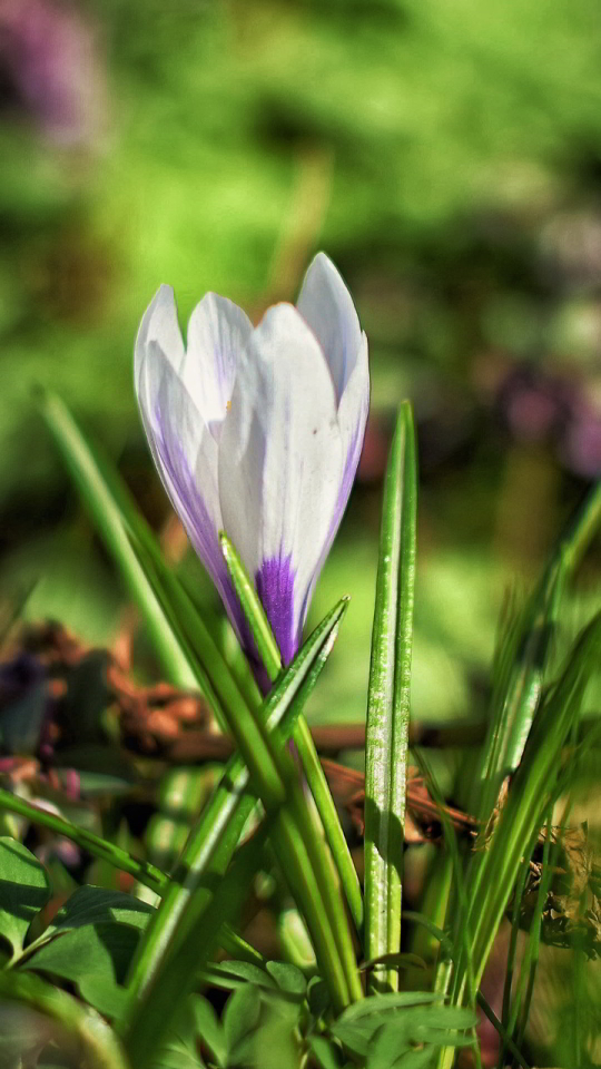 Download mobile wallpaper Nature, Flowers, Flower, Blur, Earth, Spring, Crocus for free.