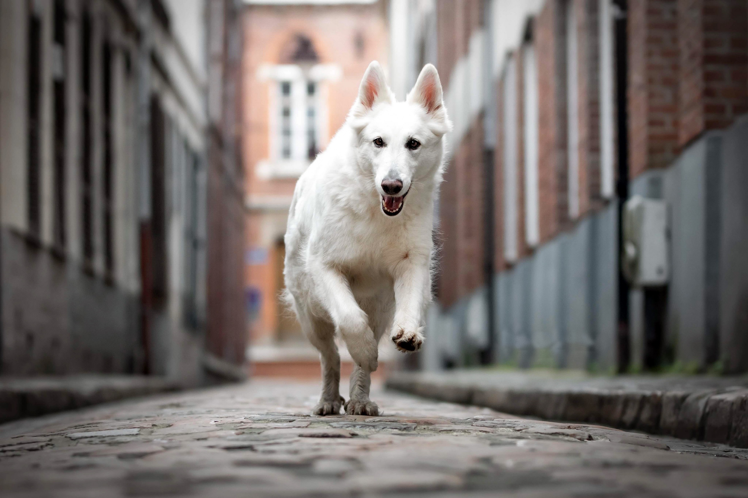 Скачати мобільні шпалери Собаки, Пес, Тварина, Глибина Різкості, Berger Blanc Suisse безкоштовно.