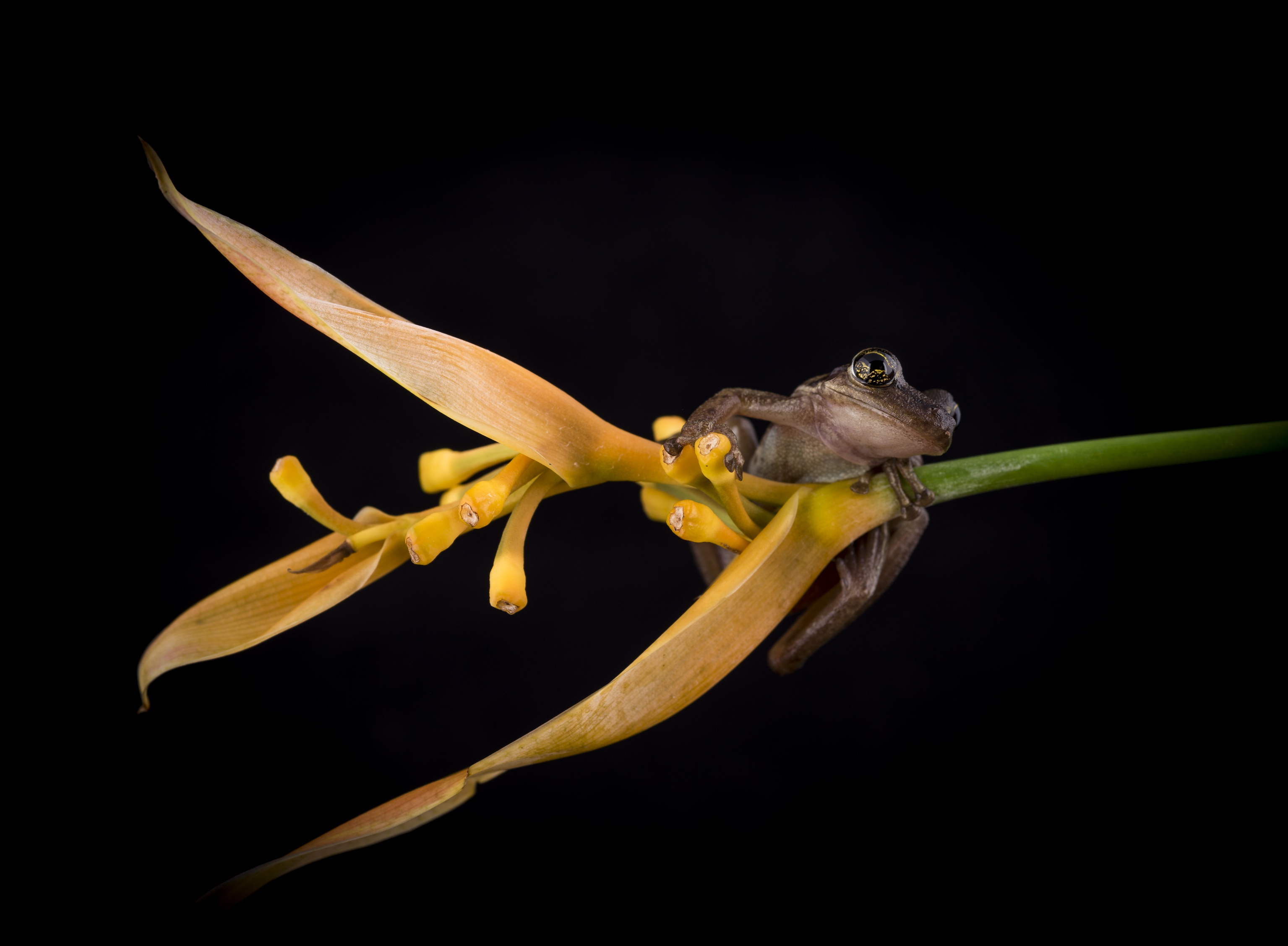 Download mobile wallpaper Frogs, Flower, Animal, Frog for free.