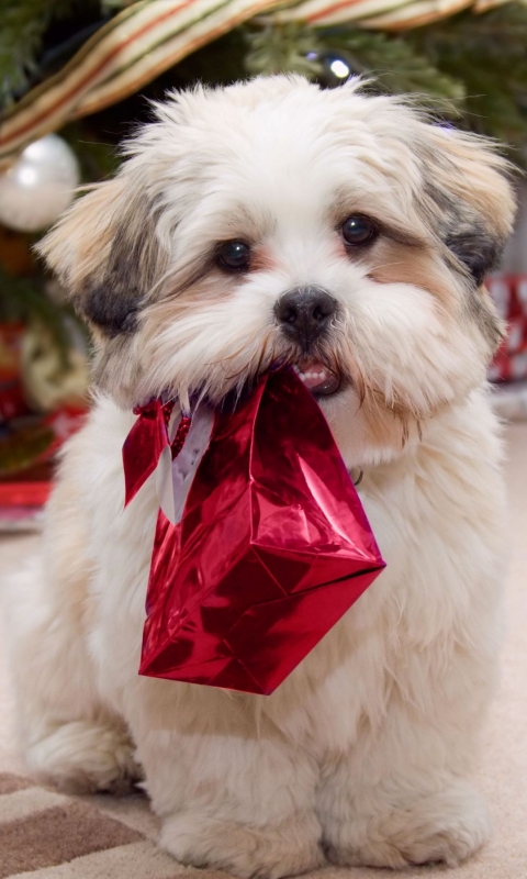 Baixar papel de parede para celular de Animais, Cães, Cão gratuito.