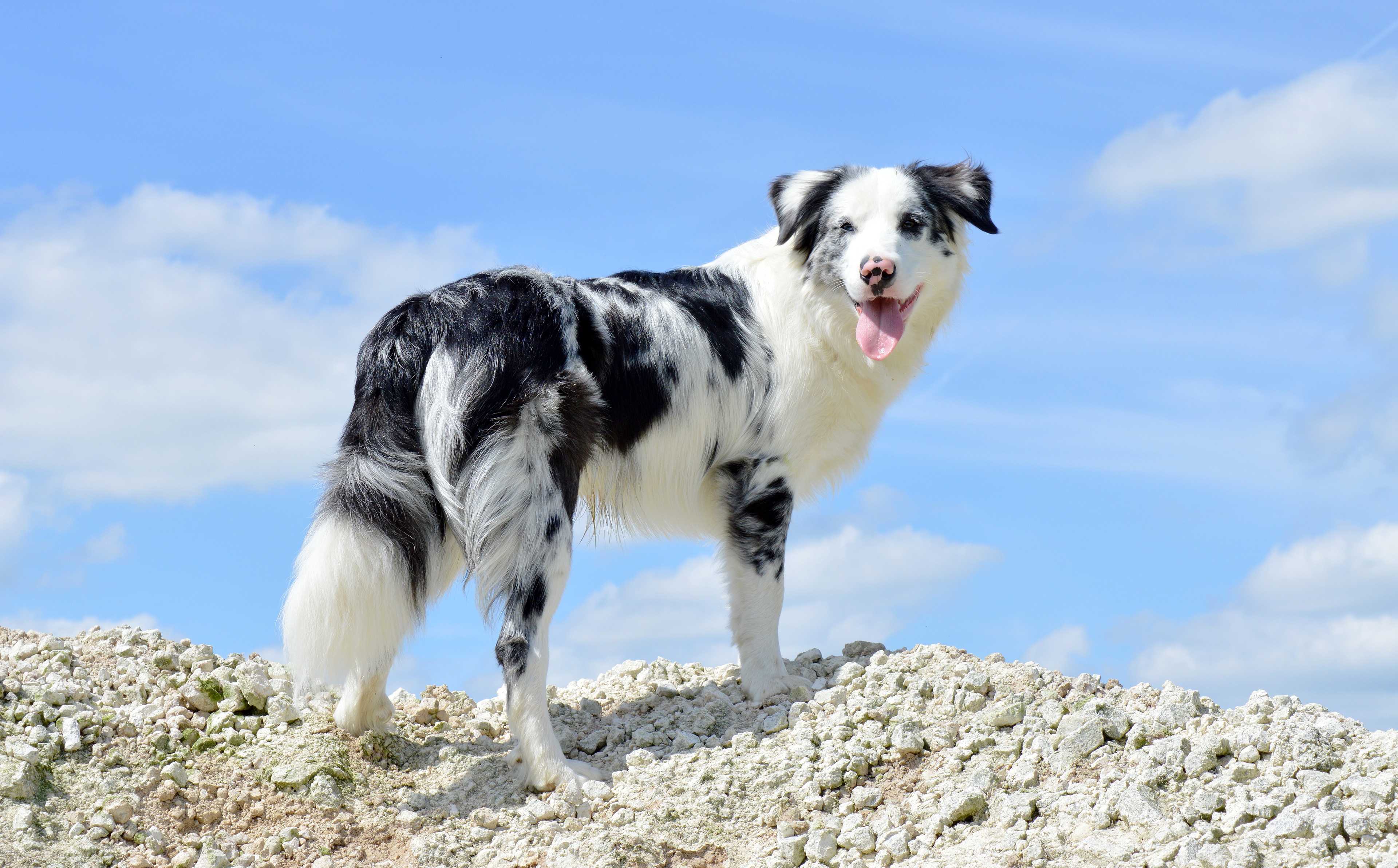 Free download wallpaper Dogs, Dog, Animal, Australian Shepherd on your PC desktop