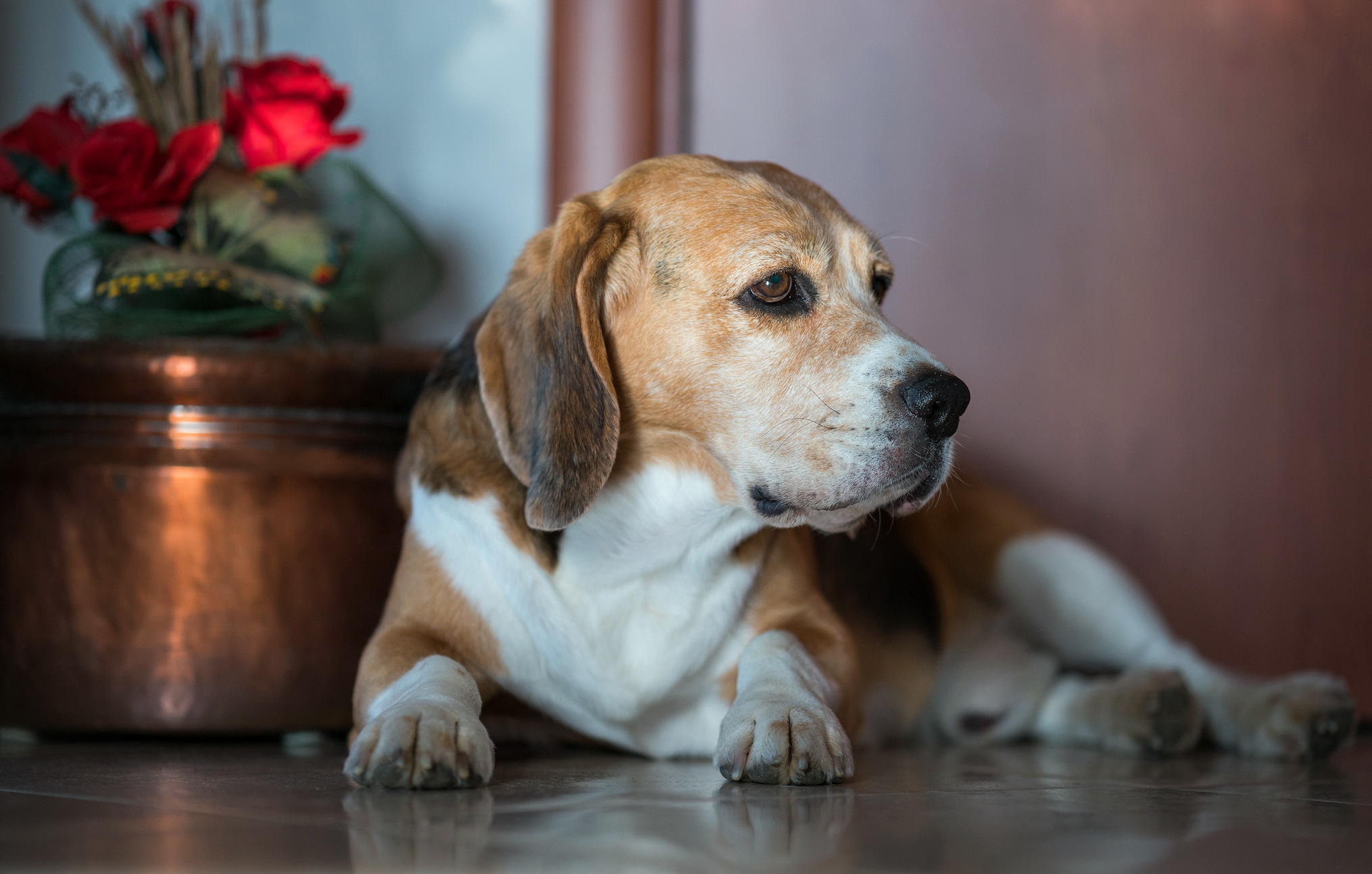 Handy-Wallpaper Tiere, Hunde, Hund, Beagle kostenlos herunterladen.