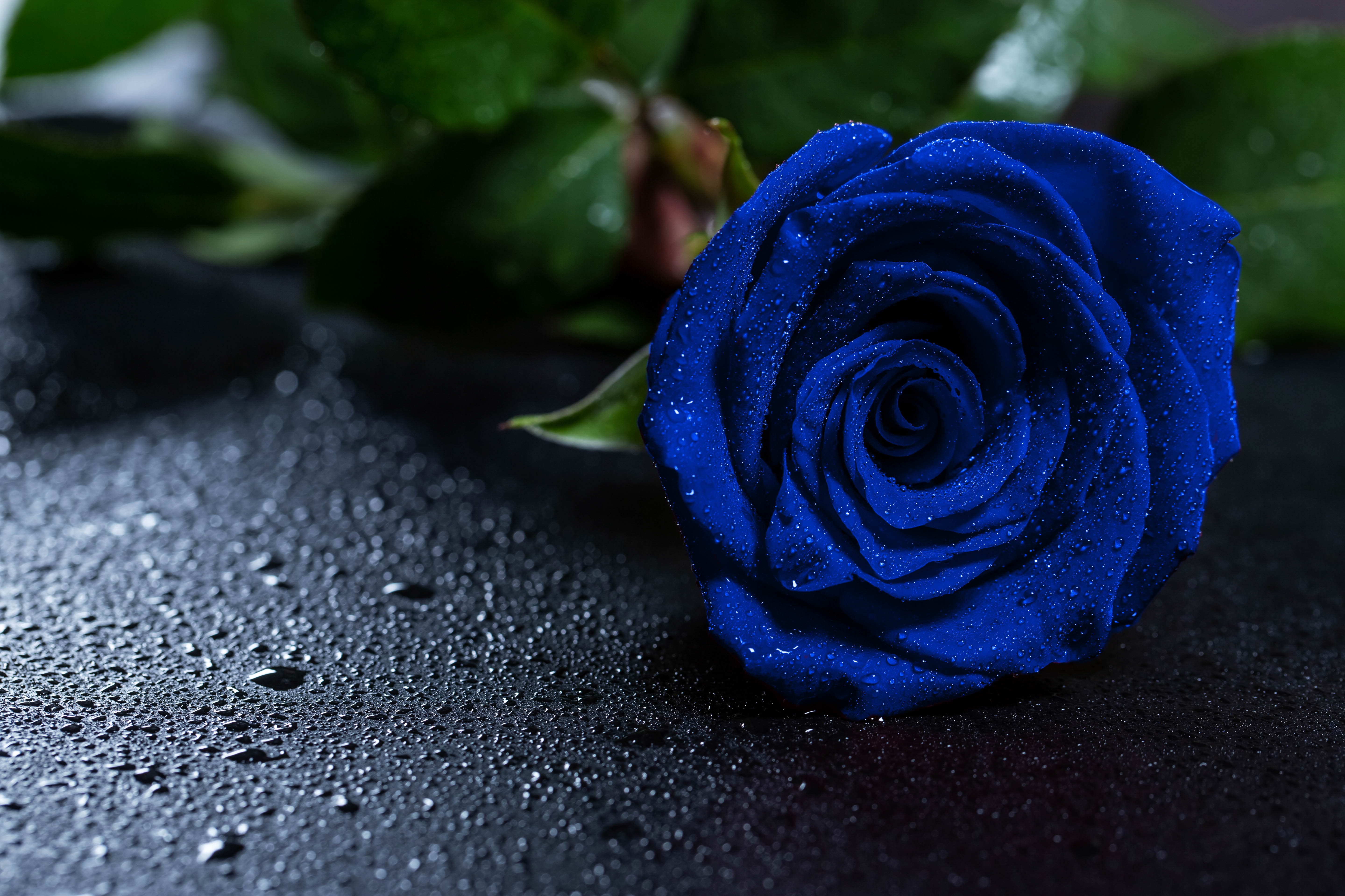 54061 скачать картинку бутон, синяя роза, капли, роза, цветы - обои и заставки бесплатно