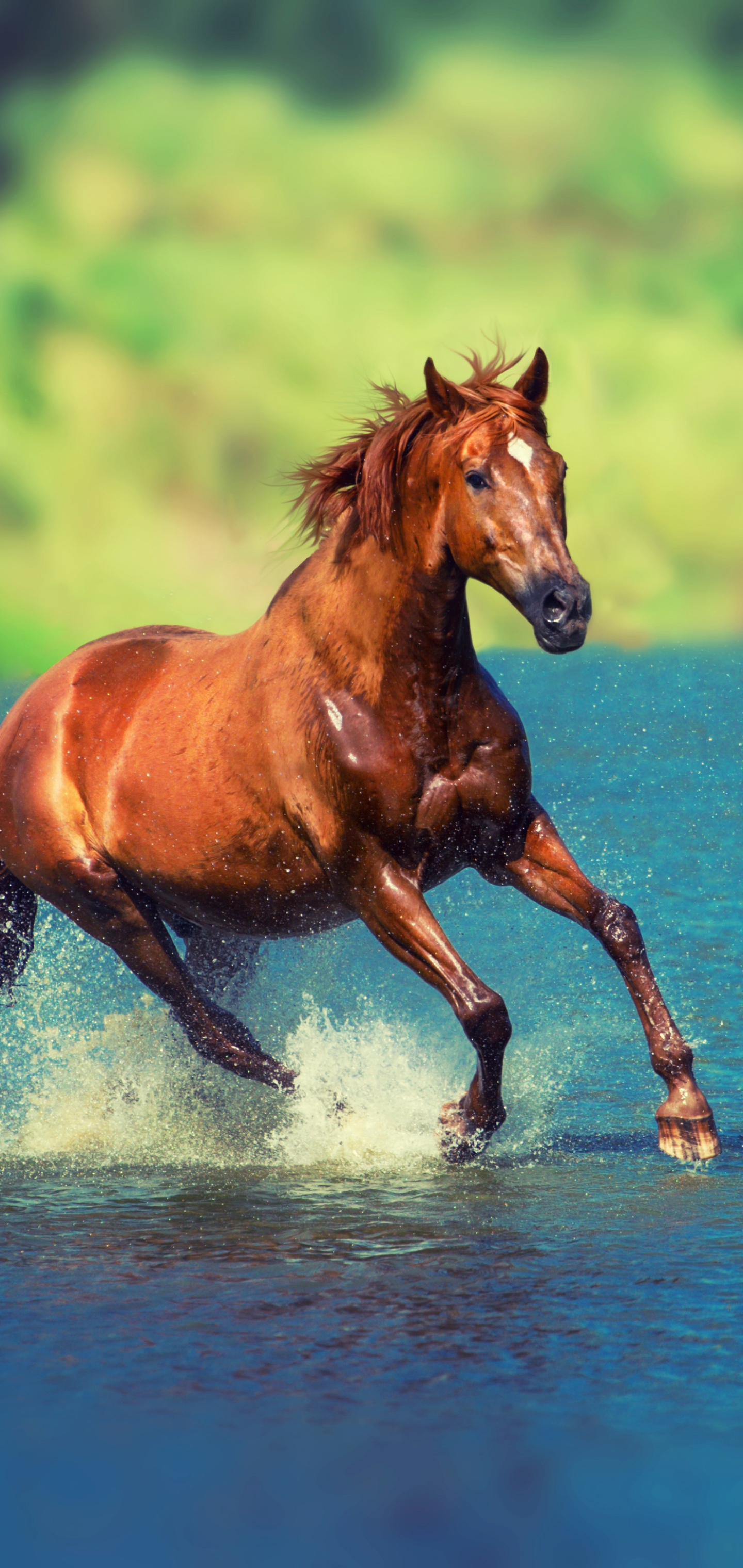 Download mobile wallpaper Animal, Horse for free.