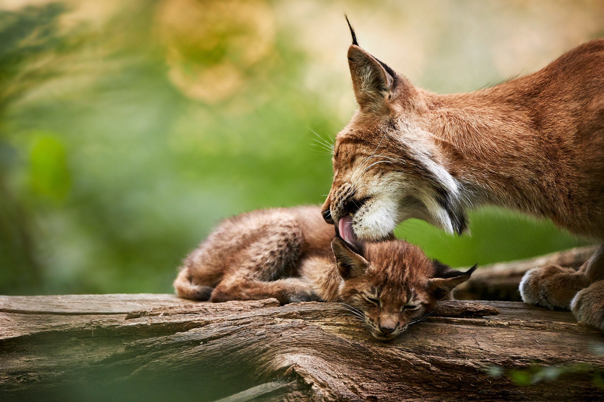 Free download wallpaper Cats, Animal, Baby Animal, Lynx, Cub on your PC desktop