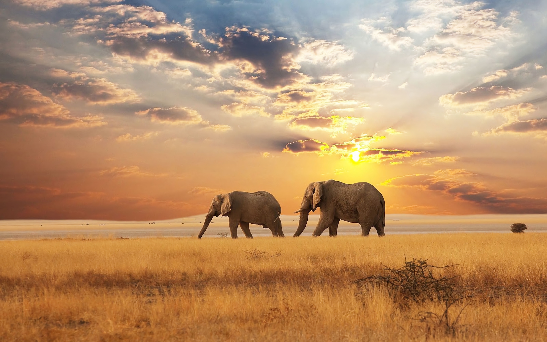 401429 завантажити шпалери тварина, африканський чагарниковий слон, африка, саванна, слони - заставки і картинки безкоштовно