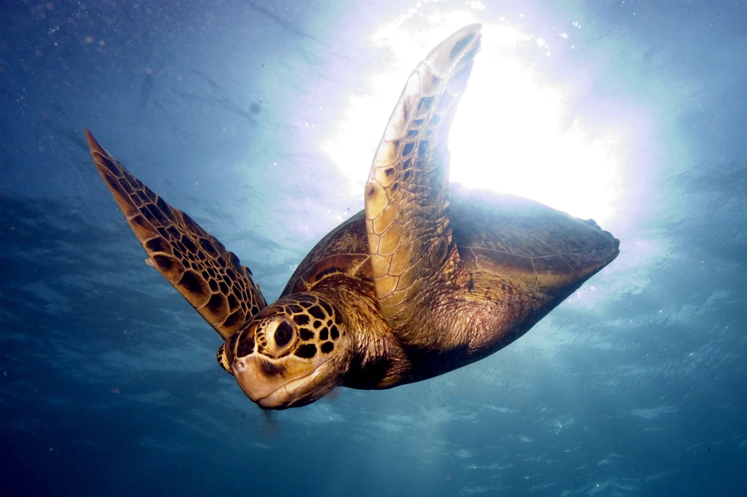 animals, sea, to swim, swim, turtle, barrier reef