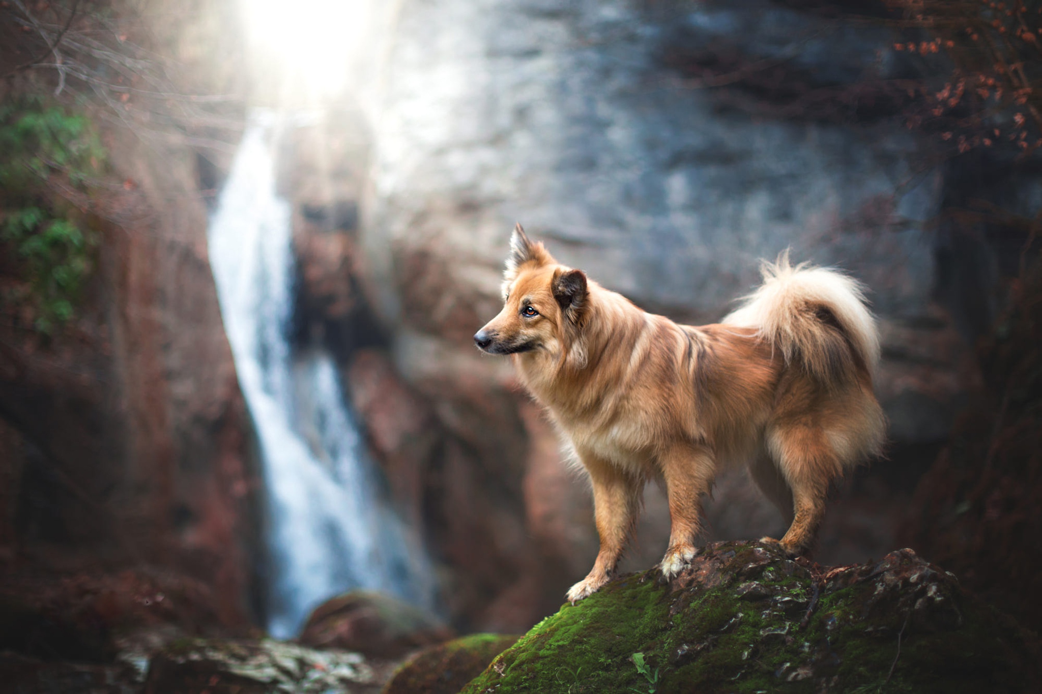 Descarga gratuita de fondo de pantalla para móvil de Perros, Perro, Animales.