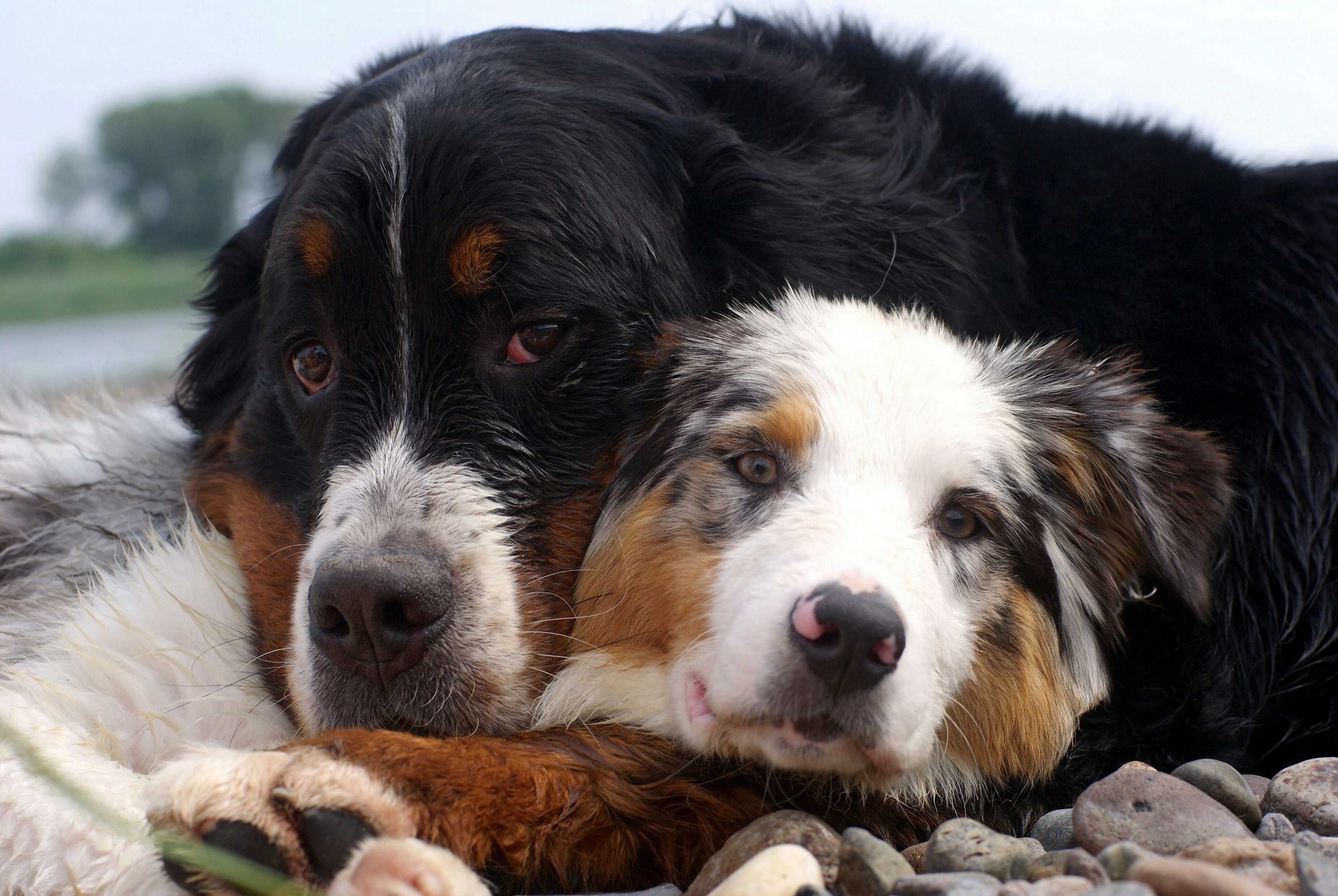 Free download wallpaper Pair, Animals, Dogs, Care, Embrace, Couple on your PC desktop
