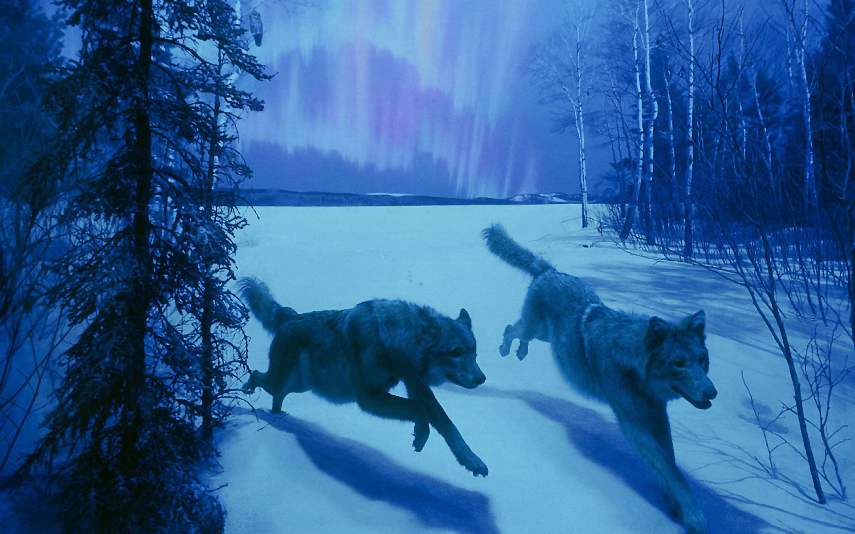 Descarga gratis la imagen Lobos, Animales en el escritorio de tu PC
