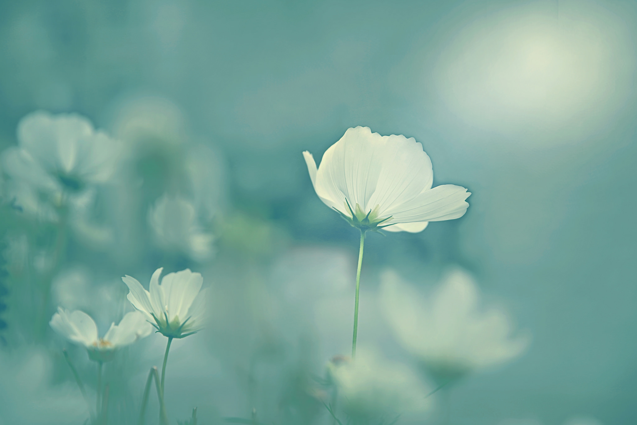 Download mobile wallpaper Nature, Flowers, Flower, Blur, Close Up, Earth, Cosmos, White Flower for free.