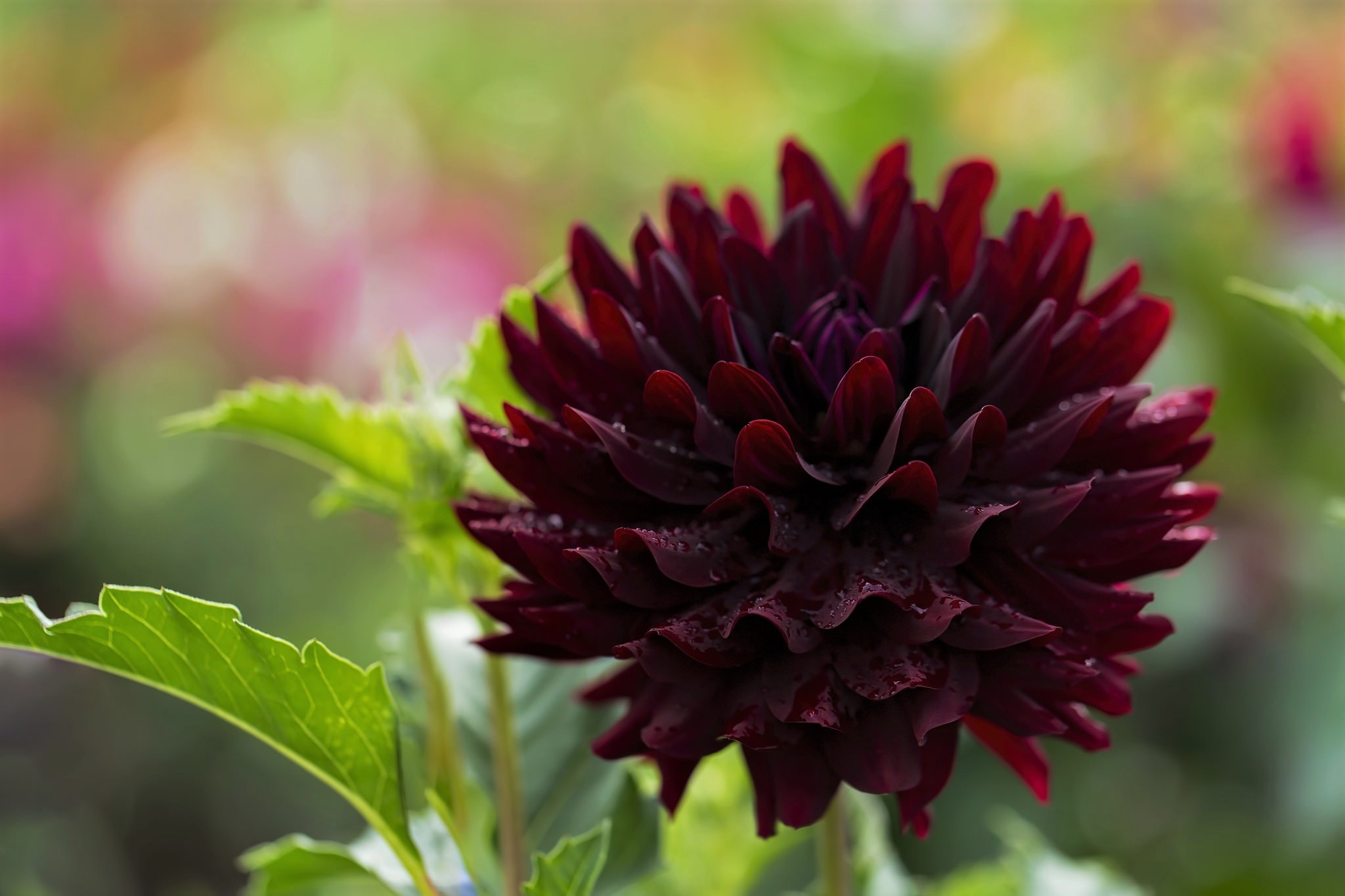 Descarga gratuita de fondo de pantalla para móvil de Flores, Flor, Dalia, Flor Roja, Tierra/naturaleza.