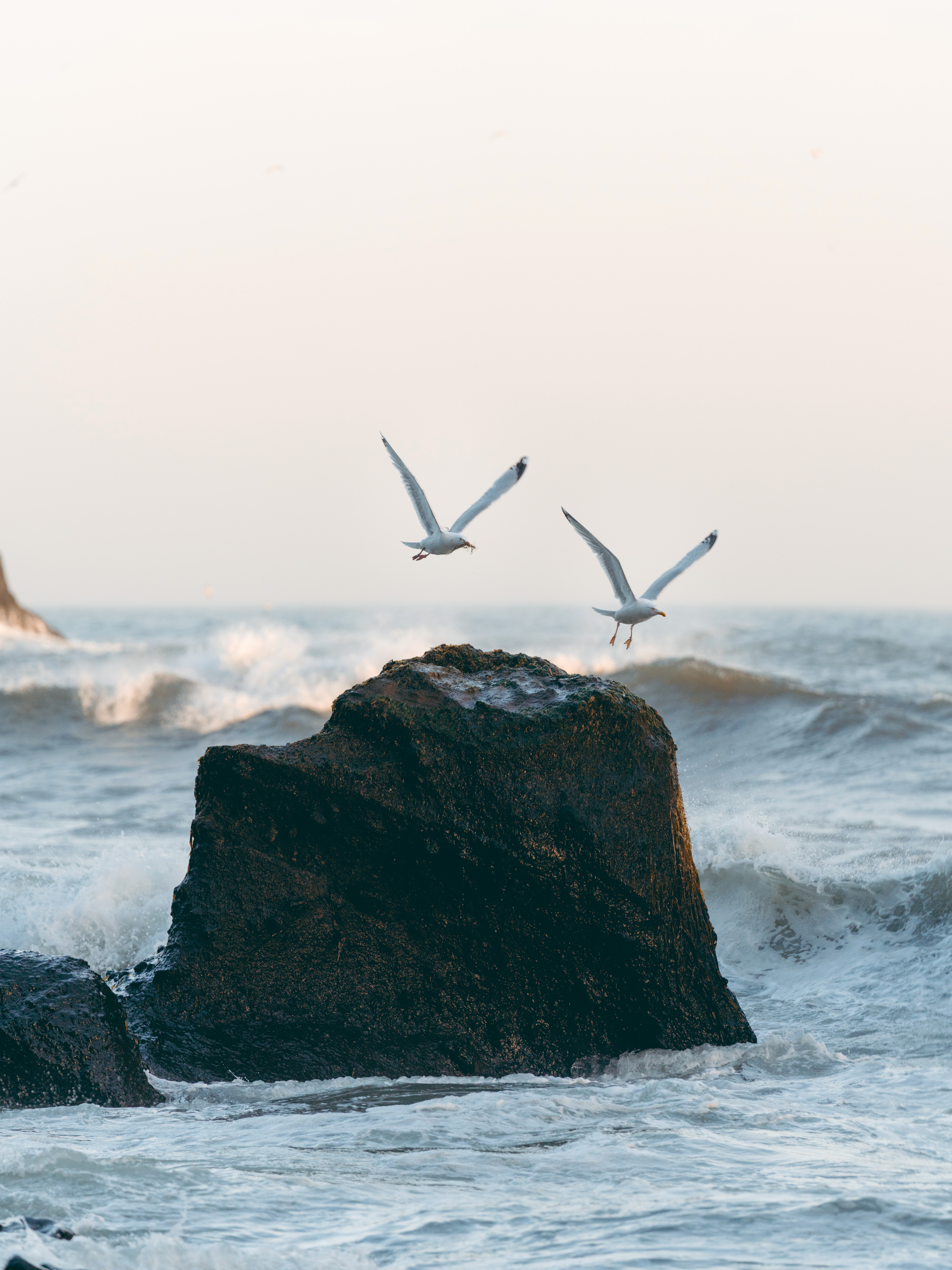 nature, birds, sea, seagulls, waves, rocks, spray