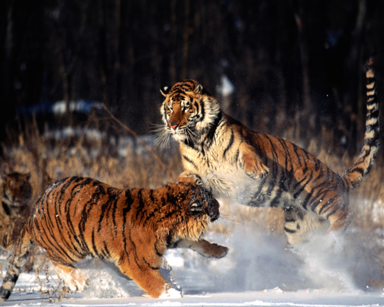 1434039 baixar papel de parede animais, tigre - protetores de tela e imagens gratuitamente