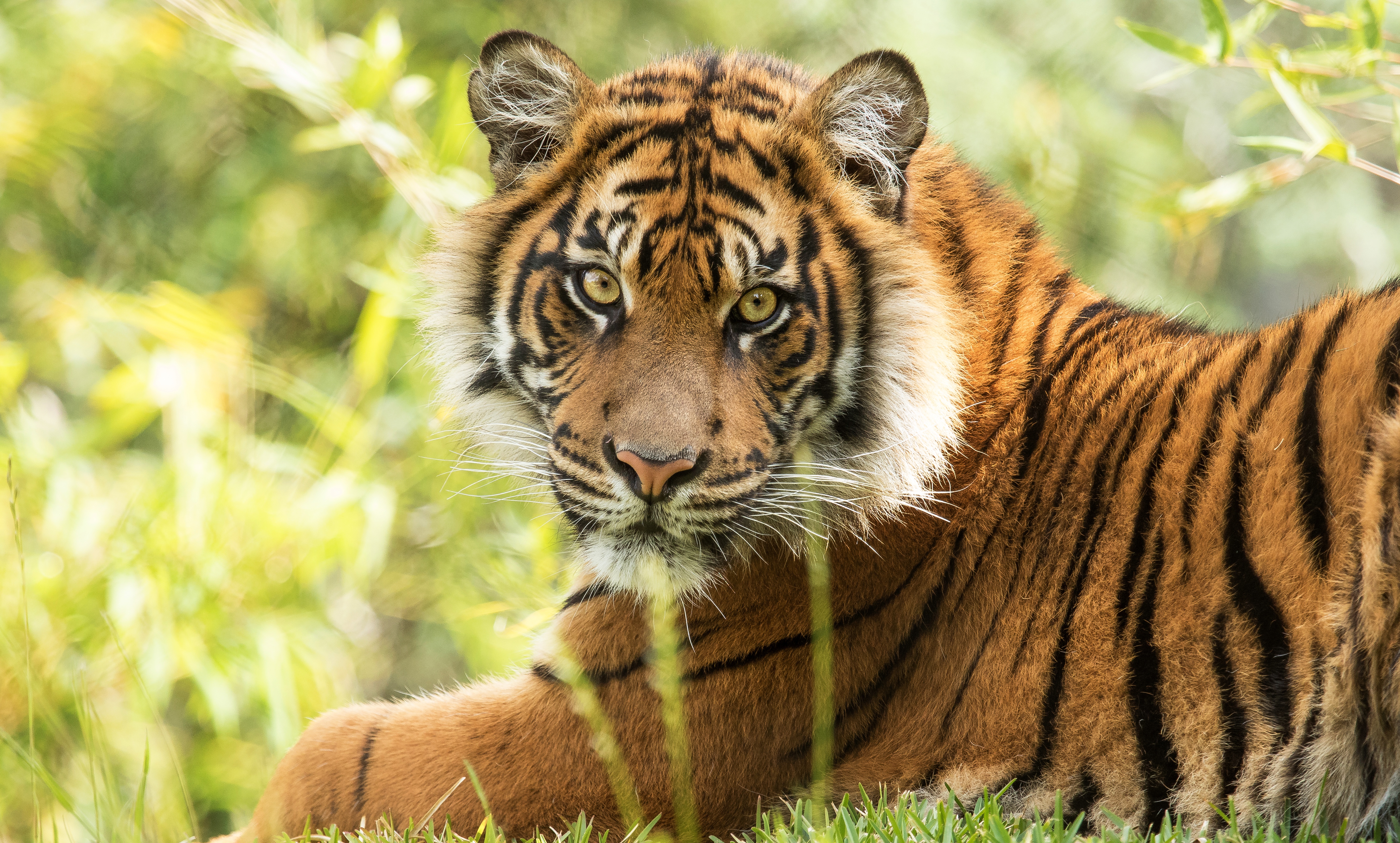 Téléchargez gratuitement l'image Animaux, Chats, Tigre sur le bureau de votre PC