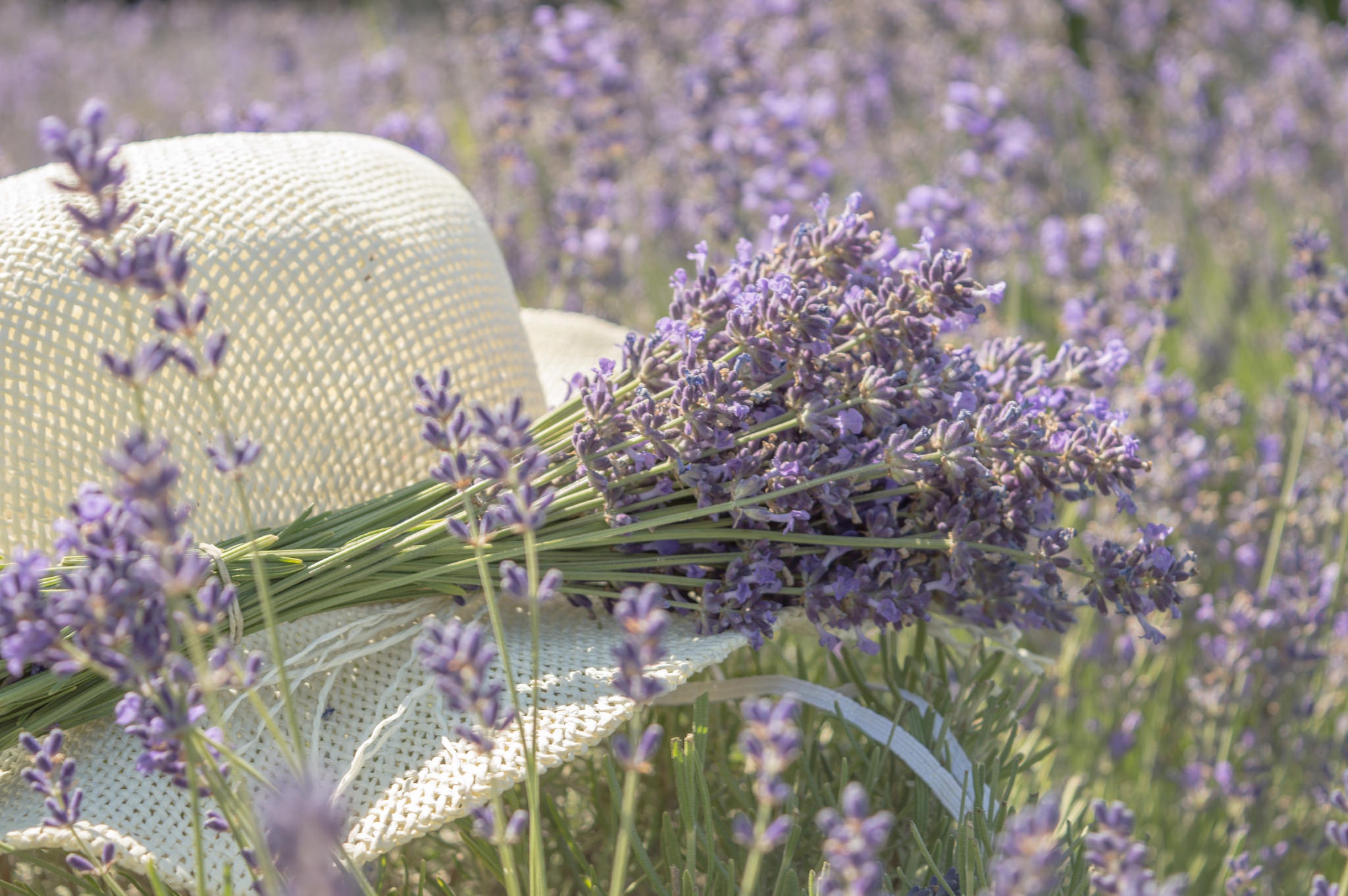 Descarga gratis la imagen Flores, Flor, Ramo, Sombrero, Lavanda, Tierra/naturaleza en el escritorio de tu PC