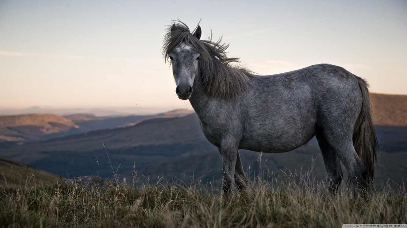 Laden Sie das Tiere, Hauspferd-Bild kostenlos auf Ihren PC-Desktop herunter