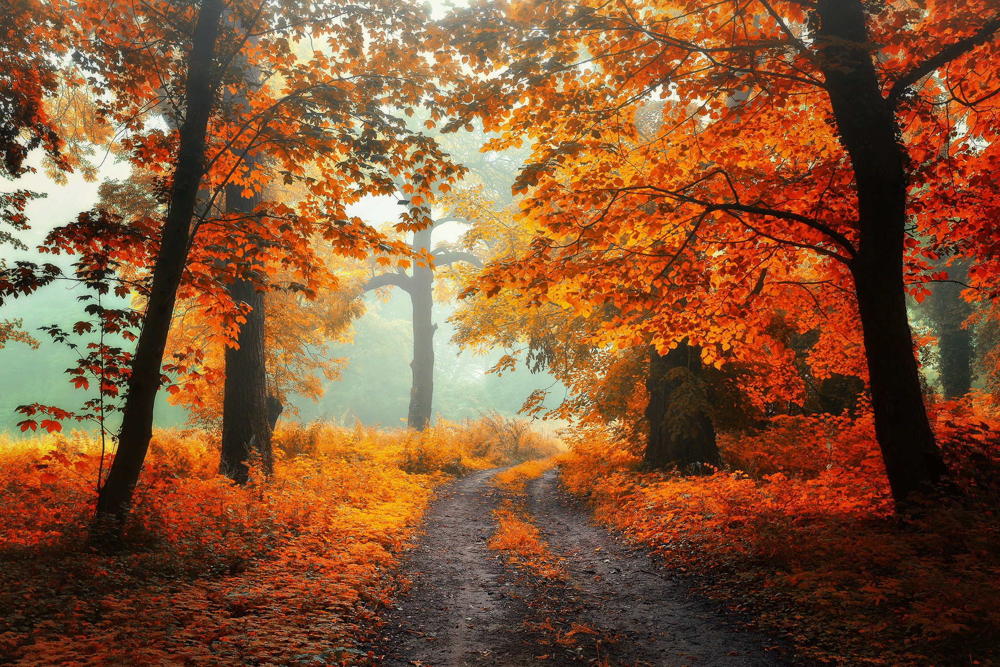 Скачать картинку Осень, Лес, Дорожка, Земля/природа в телефон бесплатно.