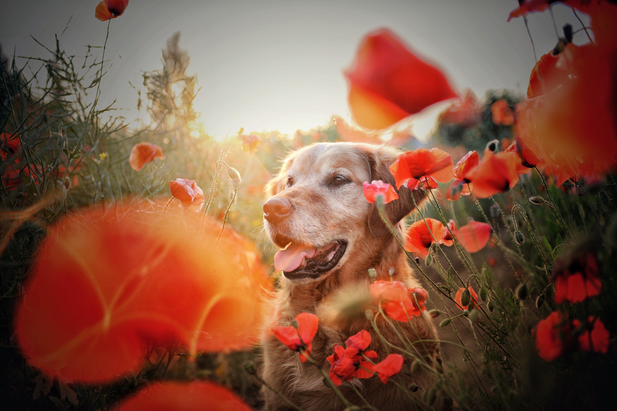 Baixar papel de parede para celular de Animais, Cães, Verão, Flor, Cão, Golden Retriever, Flor Vermelha, Papoila gratuito.