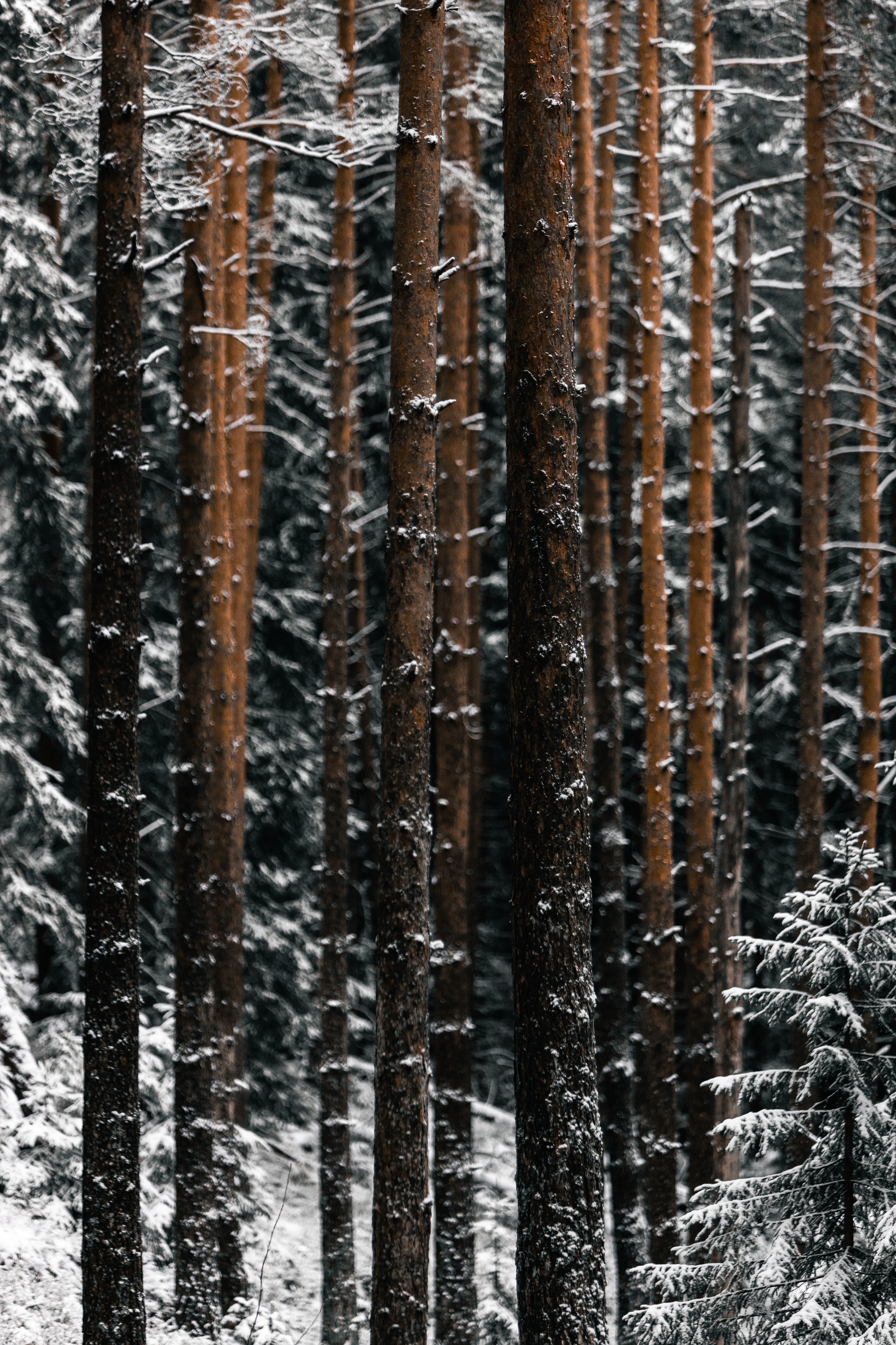 Descarga gratis la imagen Invierno, Pino, Bosque, Naturaleza, Nieve, Árboles en el escritorio de tu PC