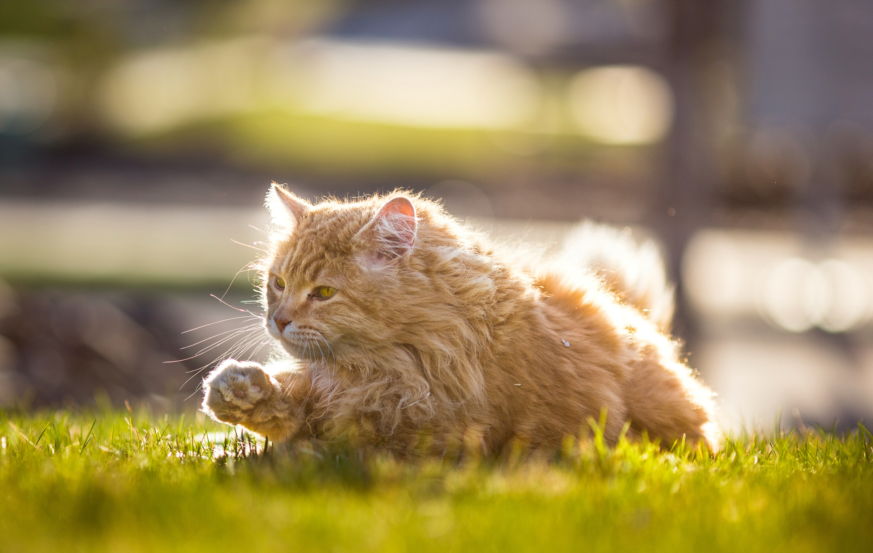 Free download wallpaper Cats, Grass, Cat, Animal, Bokeh, Sunny on your PC desktop