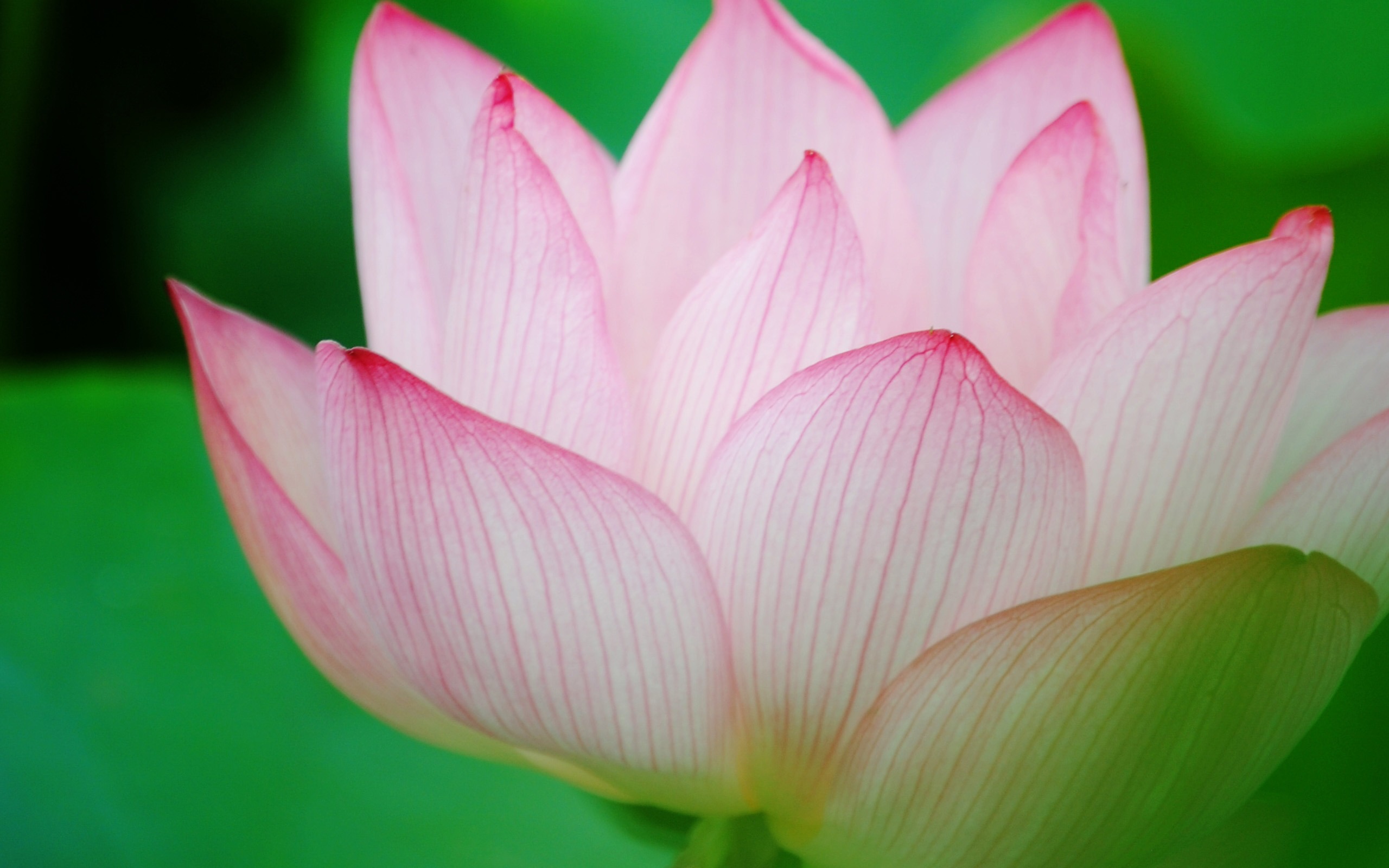 Téléchargez gratuitement l'image Fleurs, Lotus, Fleur, Terre/nature sur le bureau de votre PC
