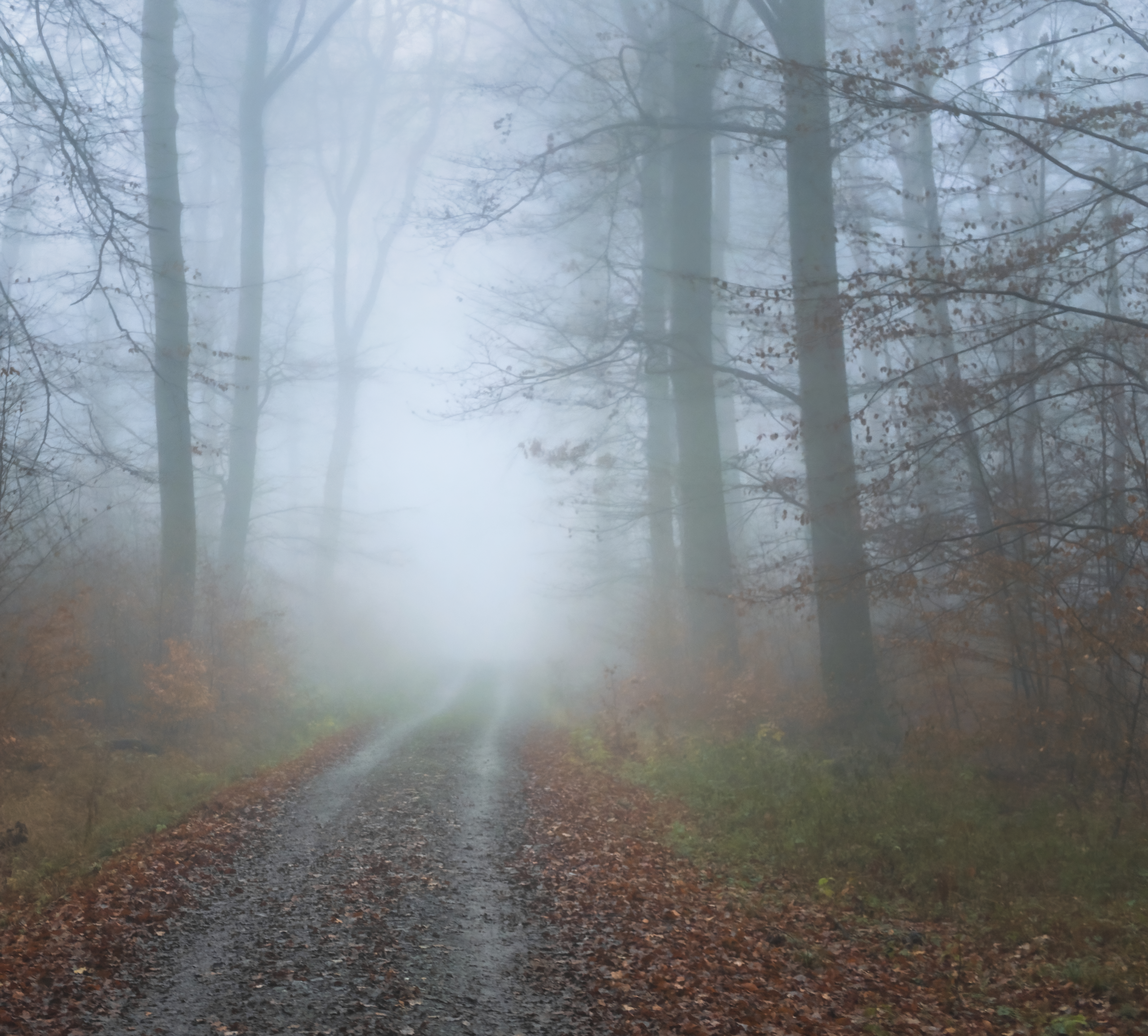 Download mobile wallpaper Fog, Road, Forest, Trees, Nature, Autumn for free.