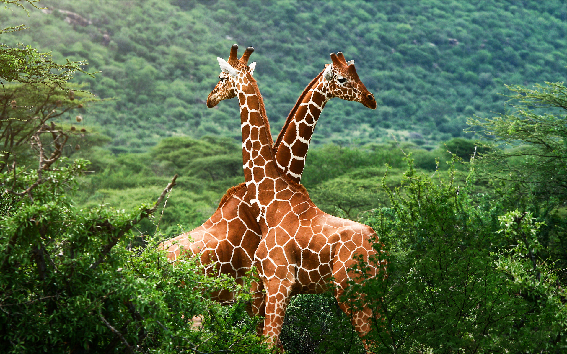 532935 télécharger l'image girafe, animaux - fonds d'écran et économiseurs d'écran gratuits