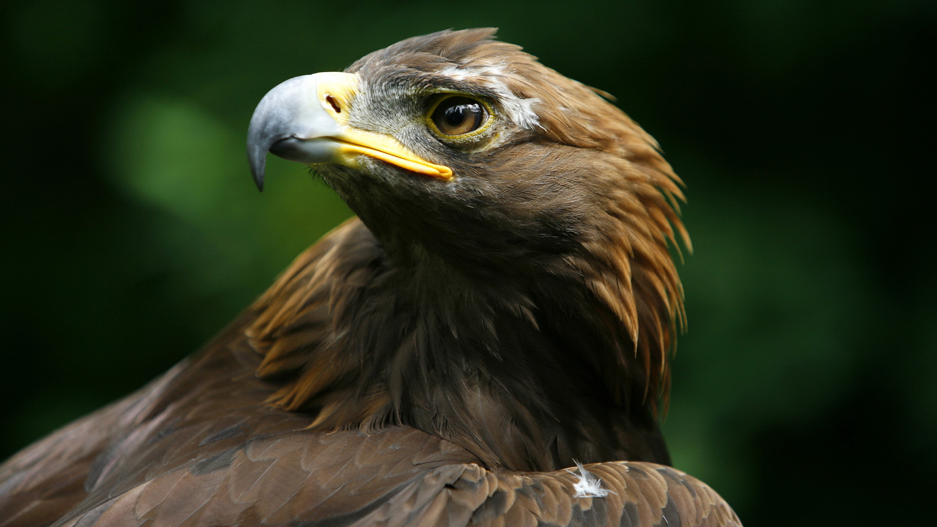 Baixar papel de parede para celular de Águia, Aves, Animais gratuito.