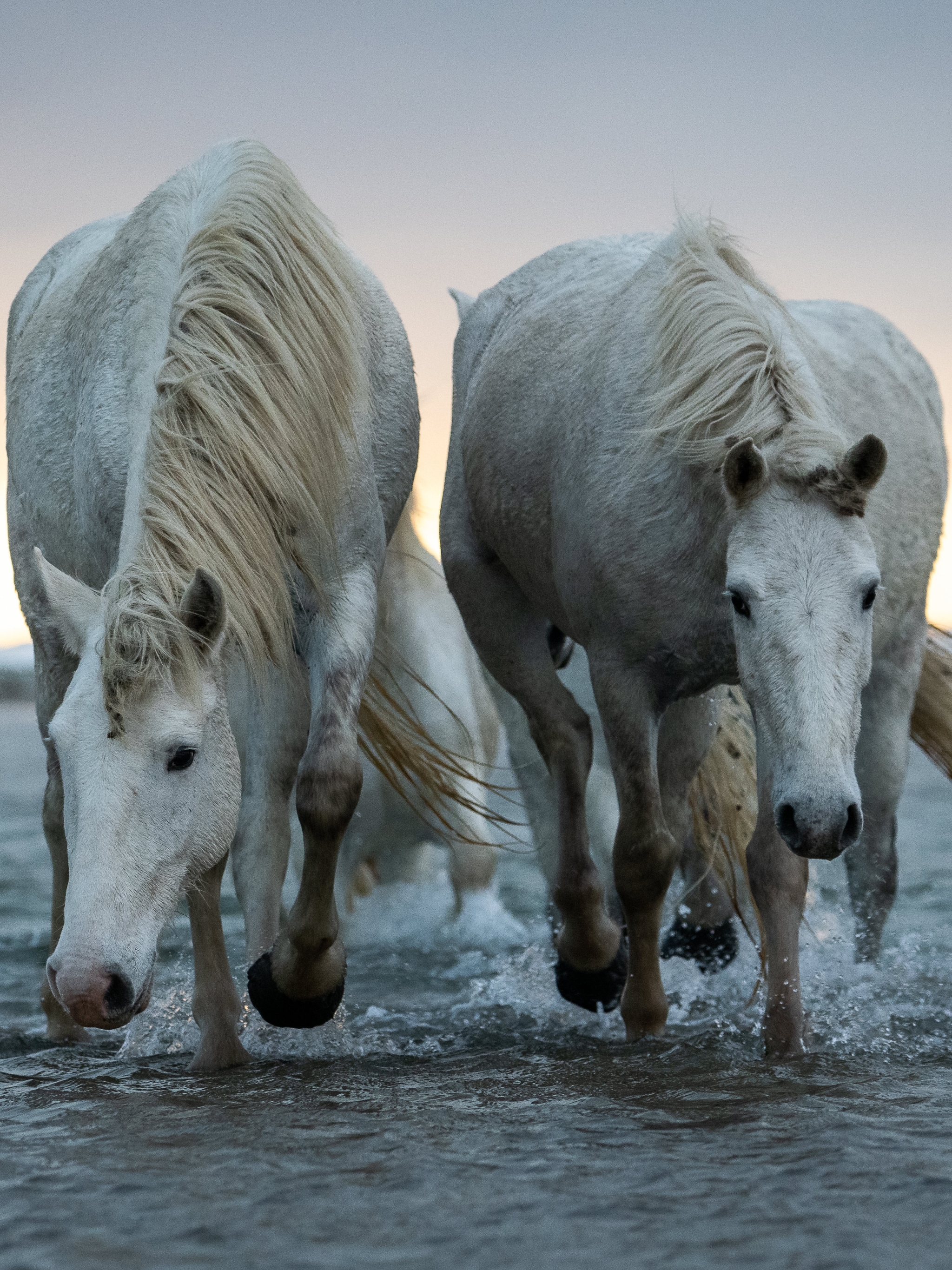 Téléchargez des papiers peints mobile Animaux, Cheval gratuitement.